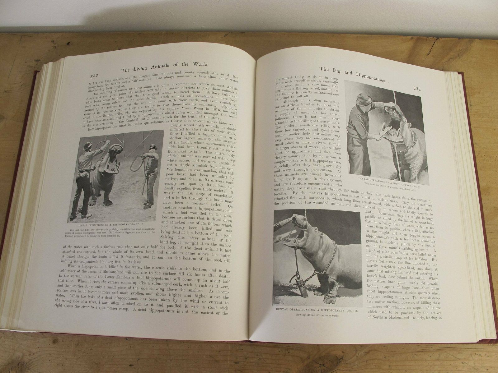 The Living Animals Of The World   Volume 1   Mammals. Hutchinsons And Co. With 13 Colour Plates Along With 567 Illustrations photo buy