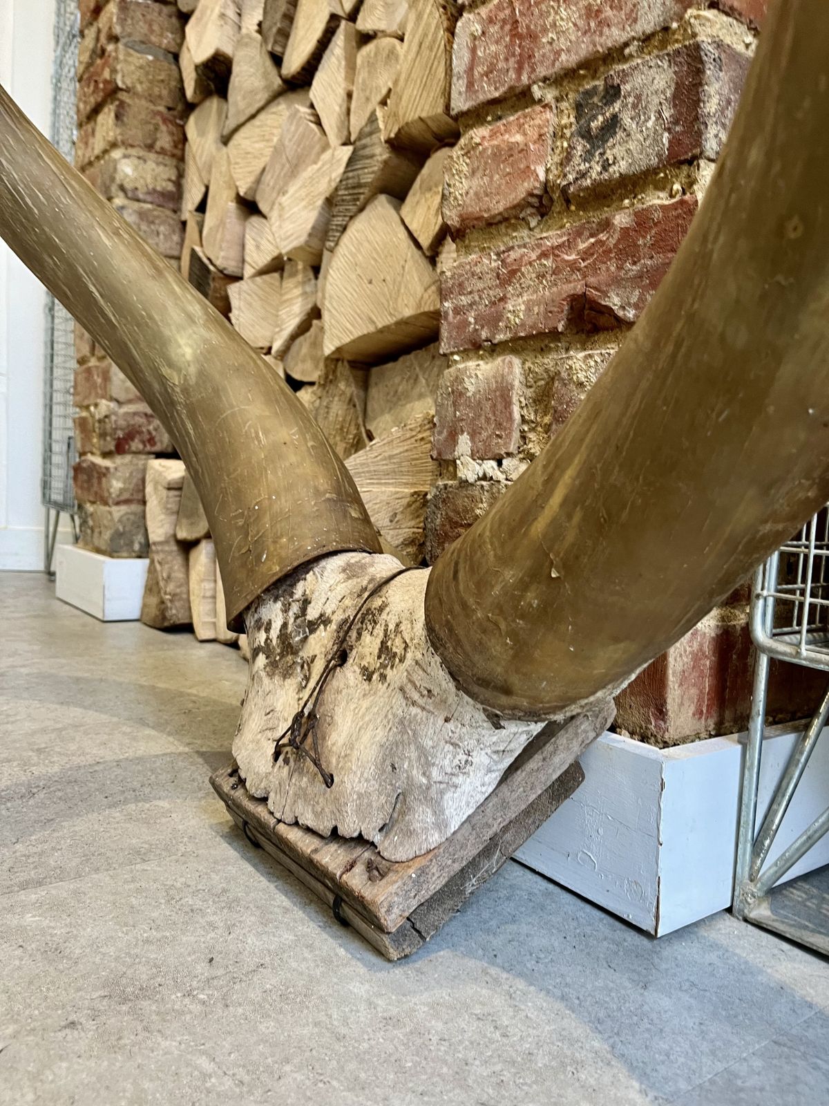 Very Large Antique Horns Wood Mounted photo furniture