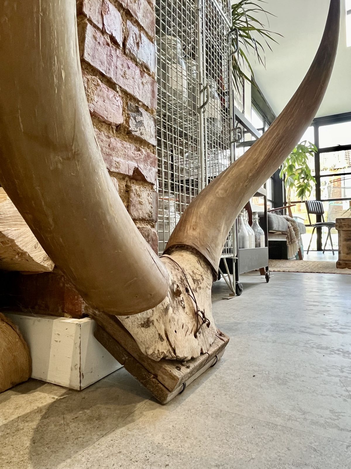 Very Large Antique Horns Wood Mounted photo for sale