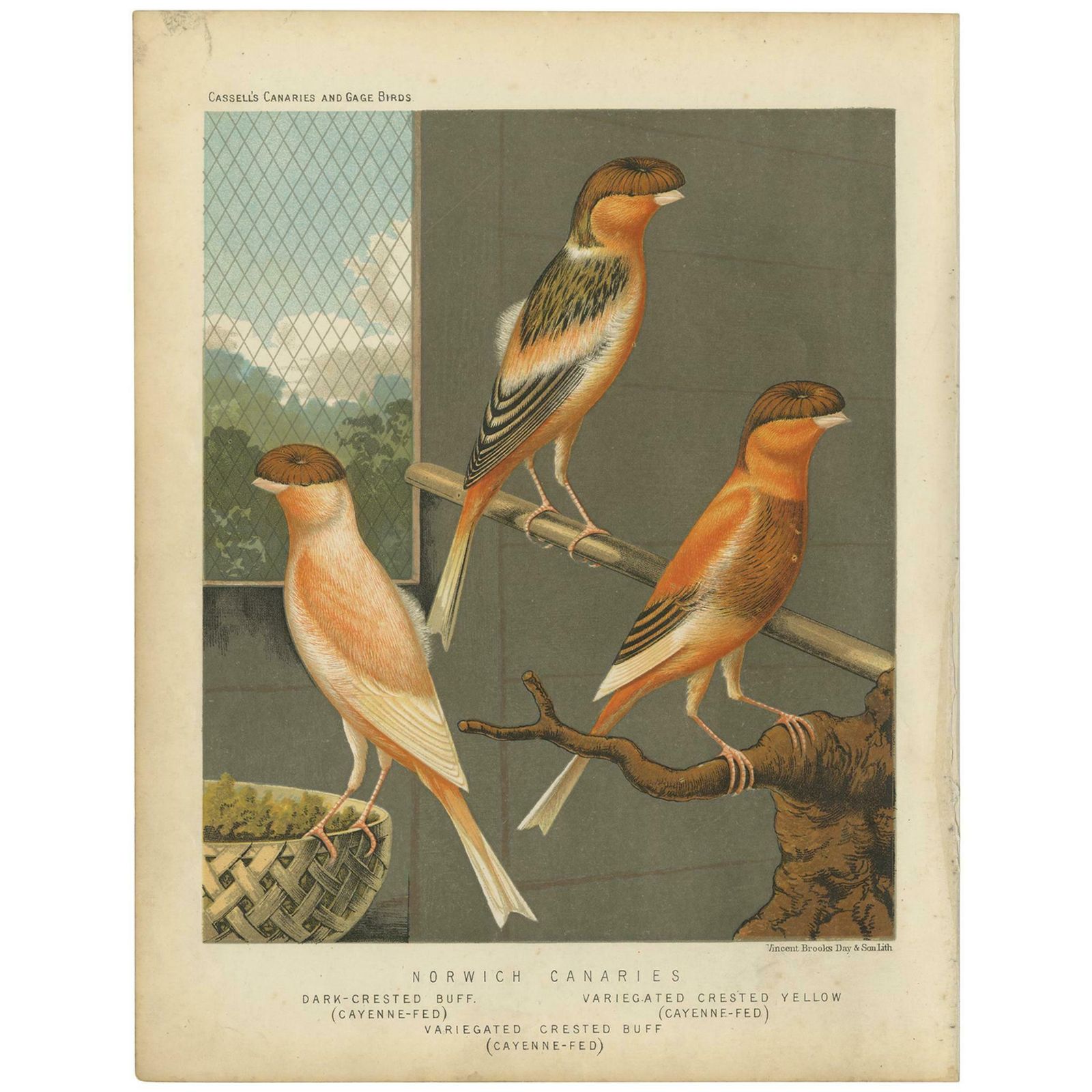 Antique Bird Print Of The Norwich Canaries Dark Crested Buff And Others
