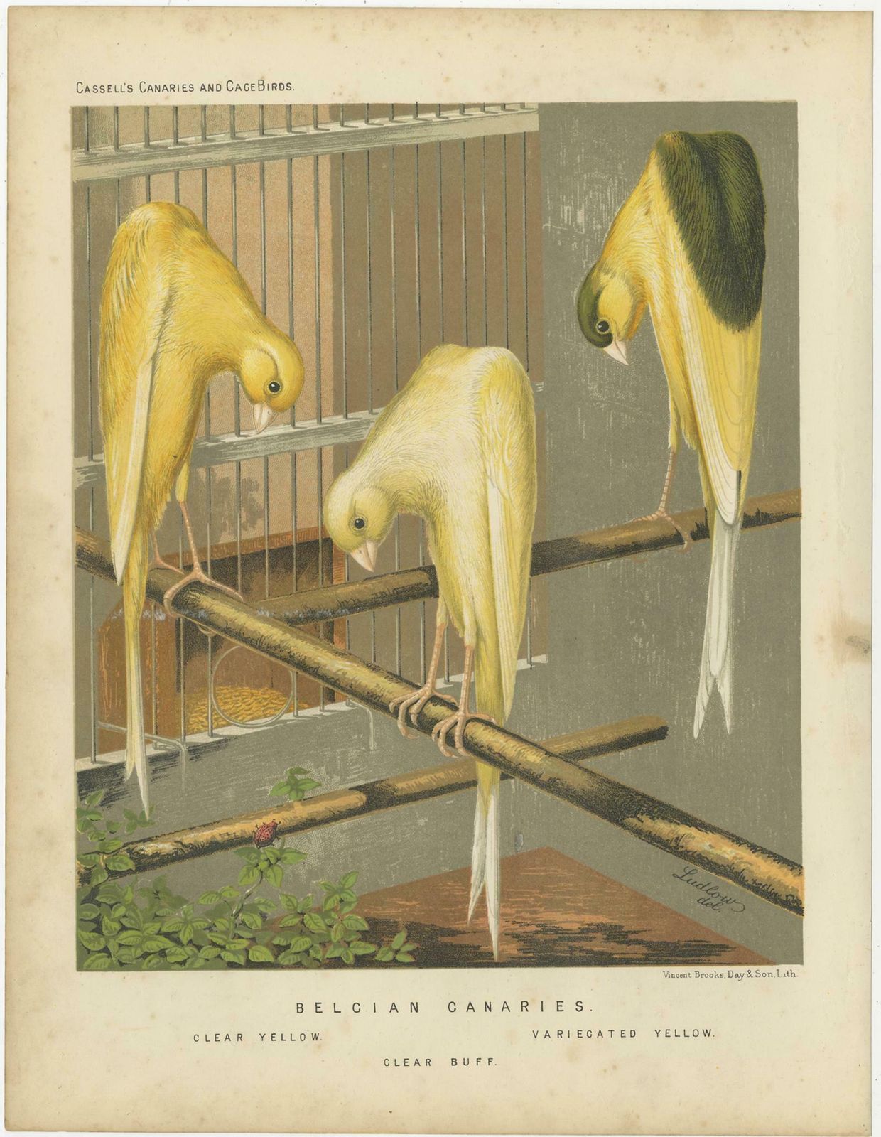 Antique Bird Print Of The Belcian Canaries, 'Circa 1880' photo furniture
