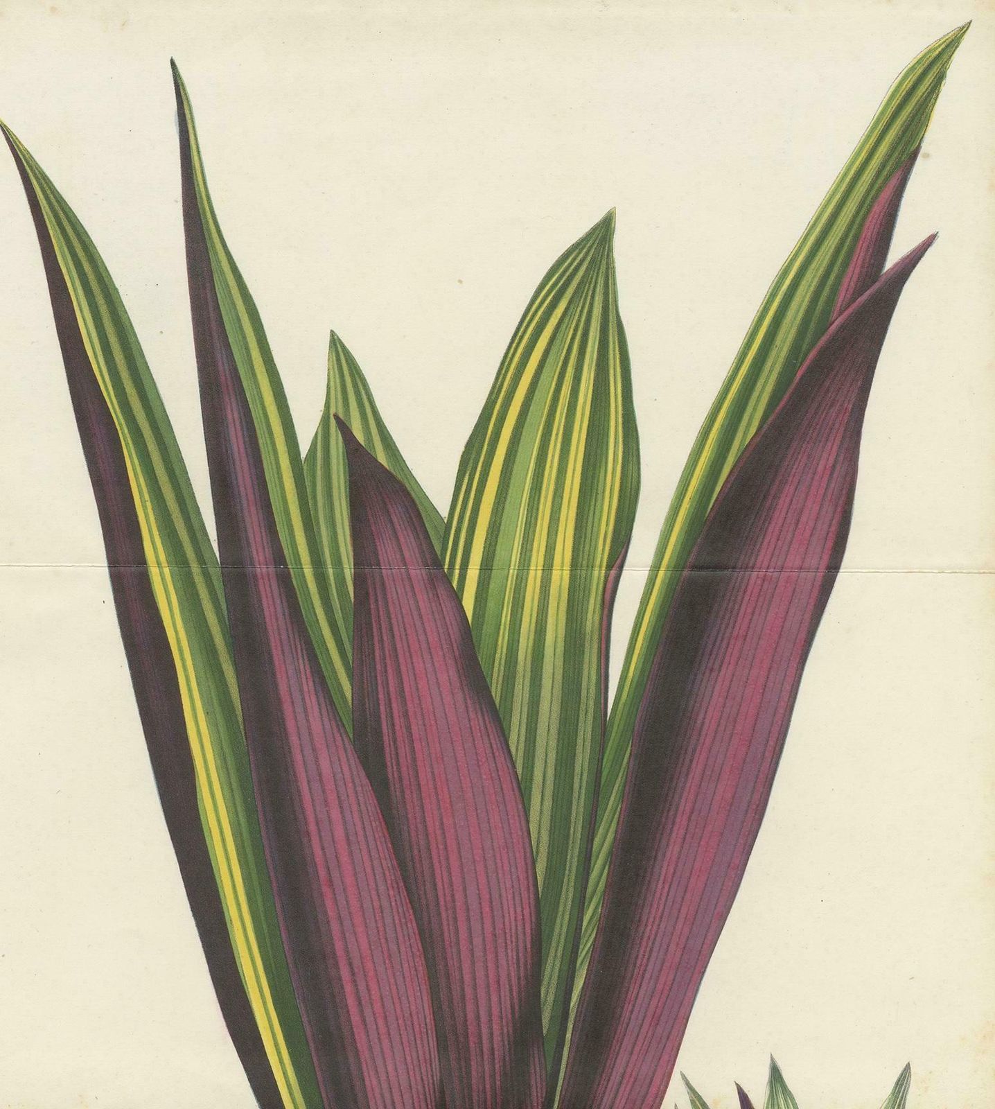 Antique Botany Print Of Tradescantia Spathacea By Van Houtte, 1856 photo for sale