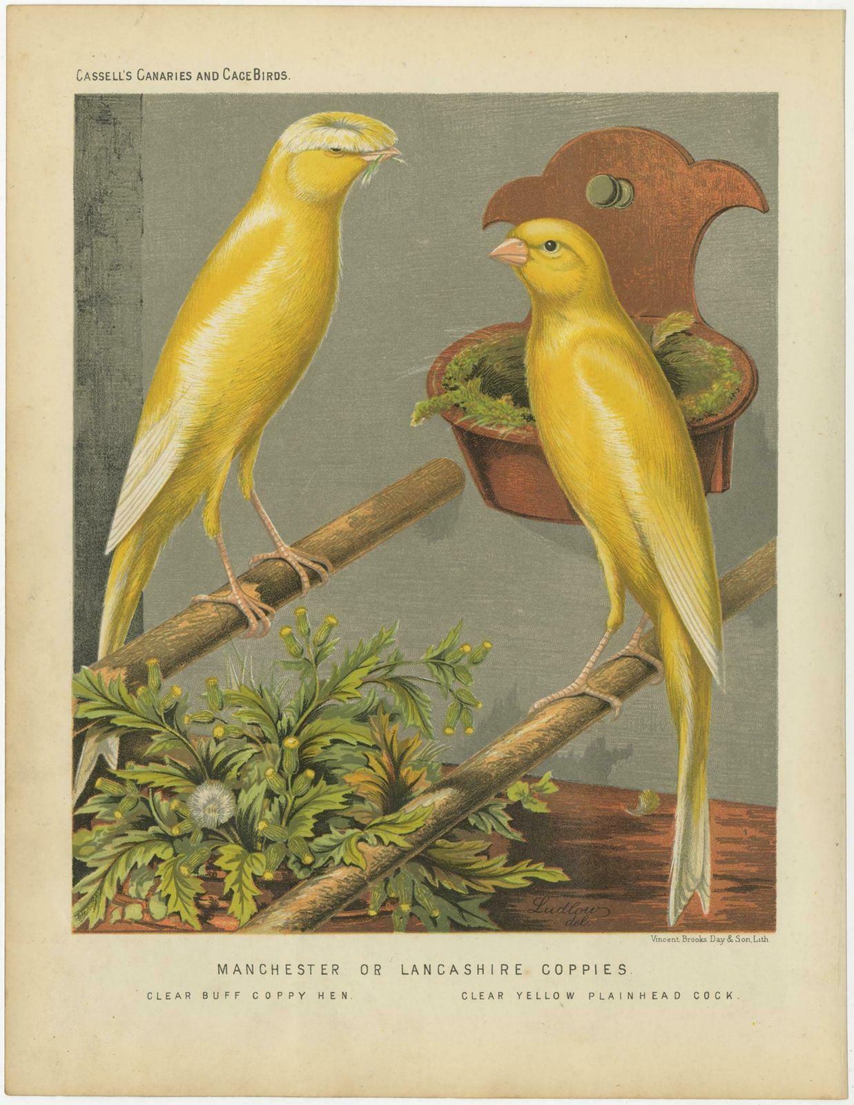 Antique Bird Print Of The Manchester Or Lancashire Coppies, Circa 1880 photo Art