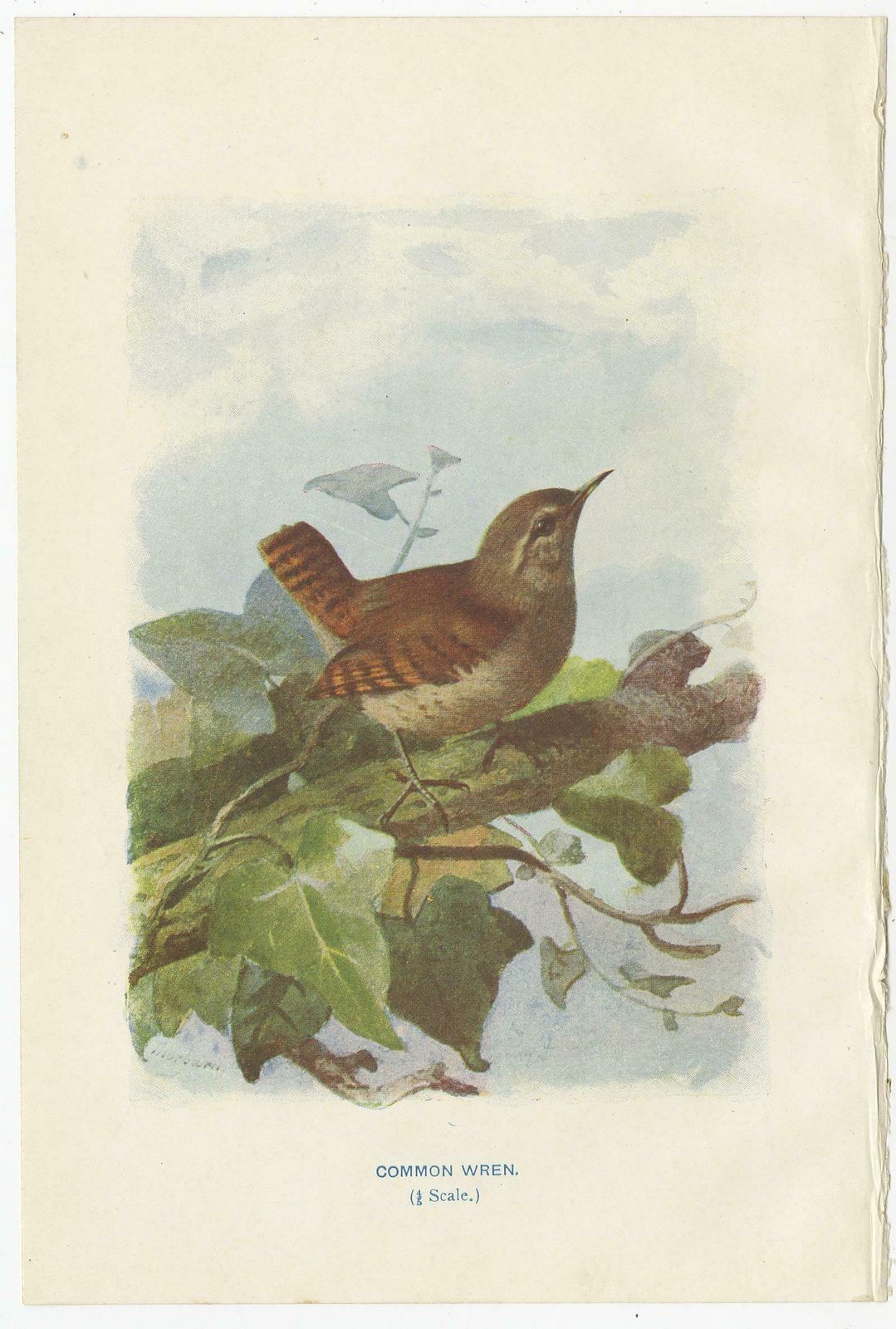 Set Of 4 Antique Bird Prints Wren, Whitethroat, Robin, 1901 photo furniture