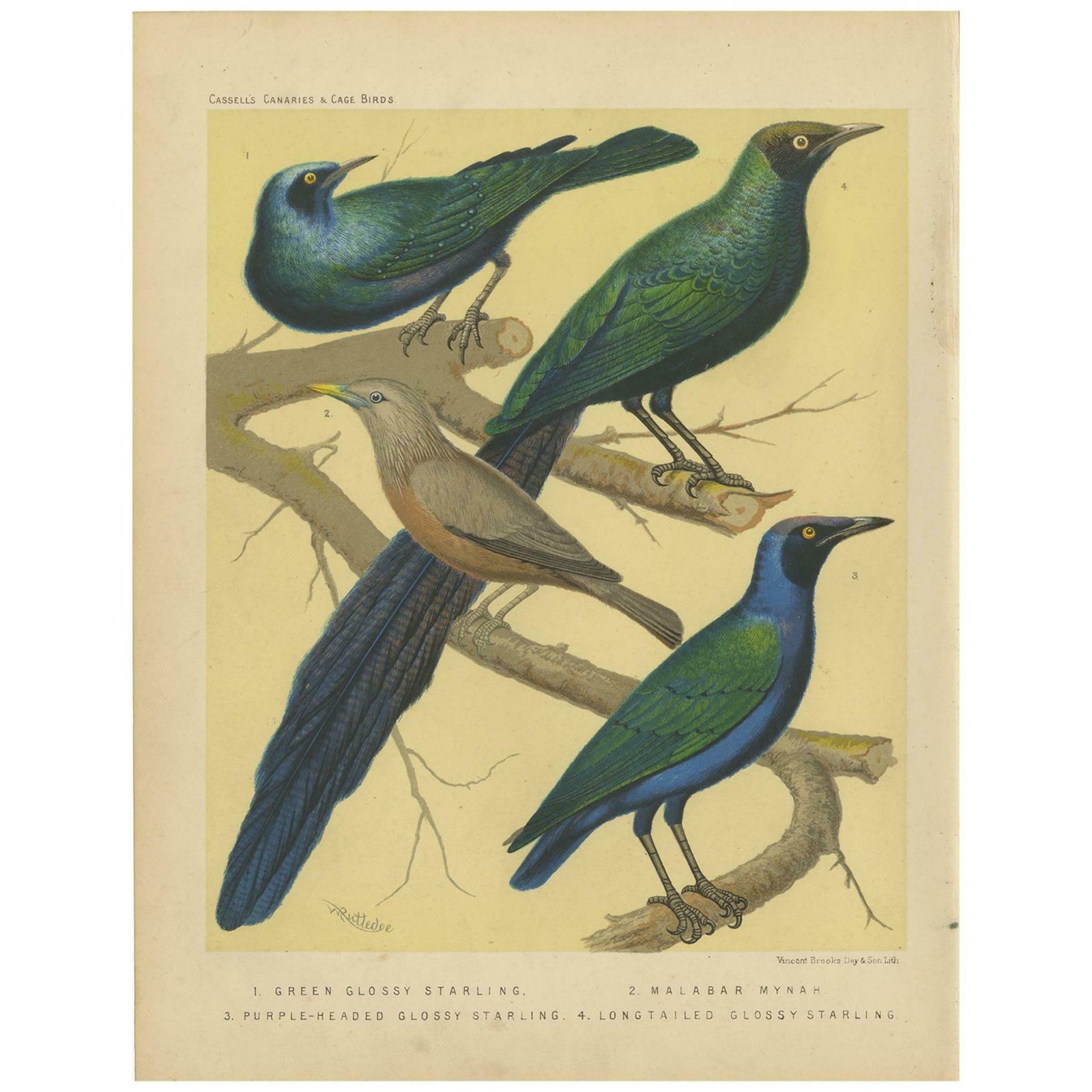 Antique Bird Print Of The Emerald Starling, Chestnut Tailed Starling And Others