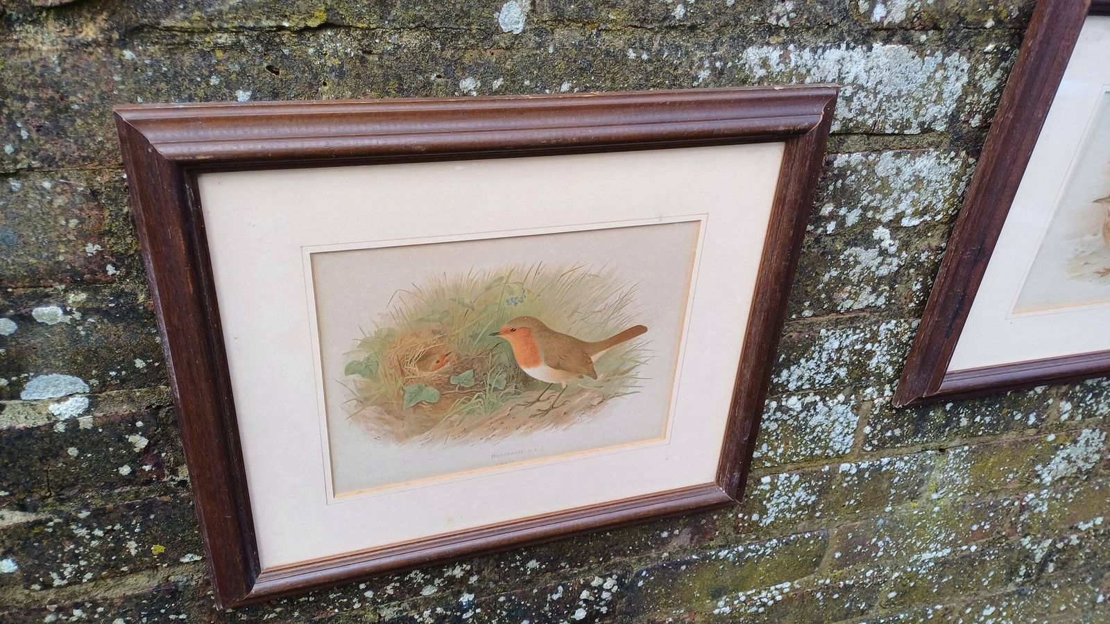 Two Victorian Chromo Lithograph Prints Of Birds, Robin Redbreast And Crested Lark C1870 By H Gronveld, Grunveld, Framed In 1982 photo for sale