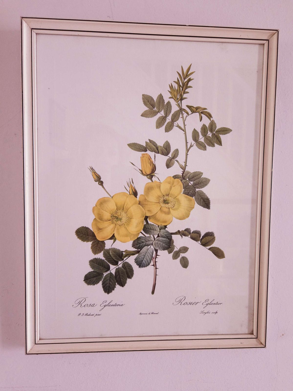 1950's Framed Print By Belgian Botanical Artist Pierre Joseph Redouté