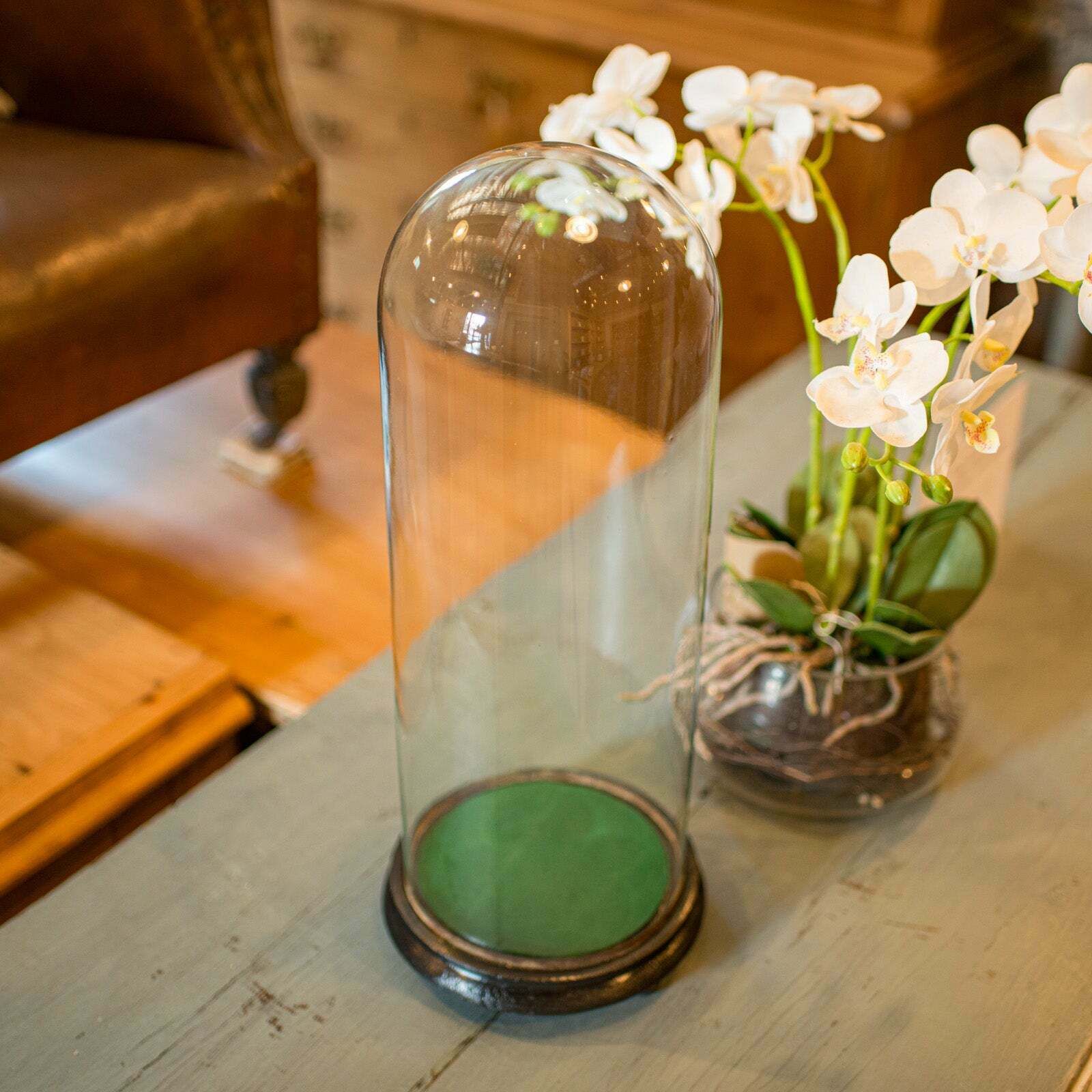 photo furniture Tall Antique Taxidermy Dome English Glass