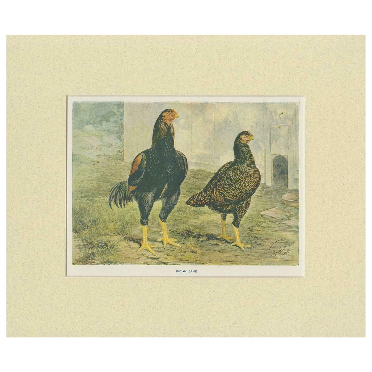 Antique Bird Print Of Indian Game Chicken By André & Sleigh, Circa 1900