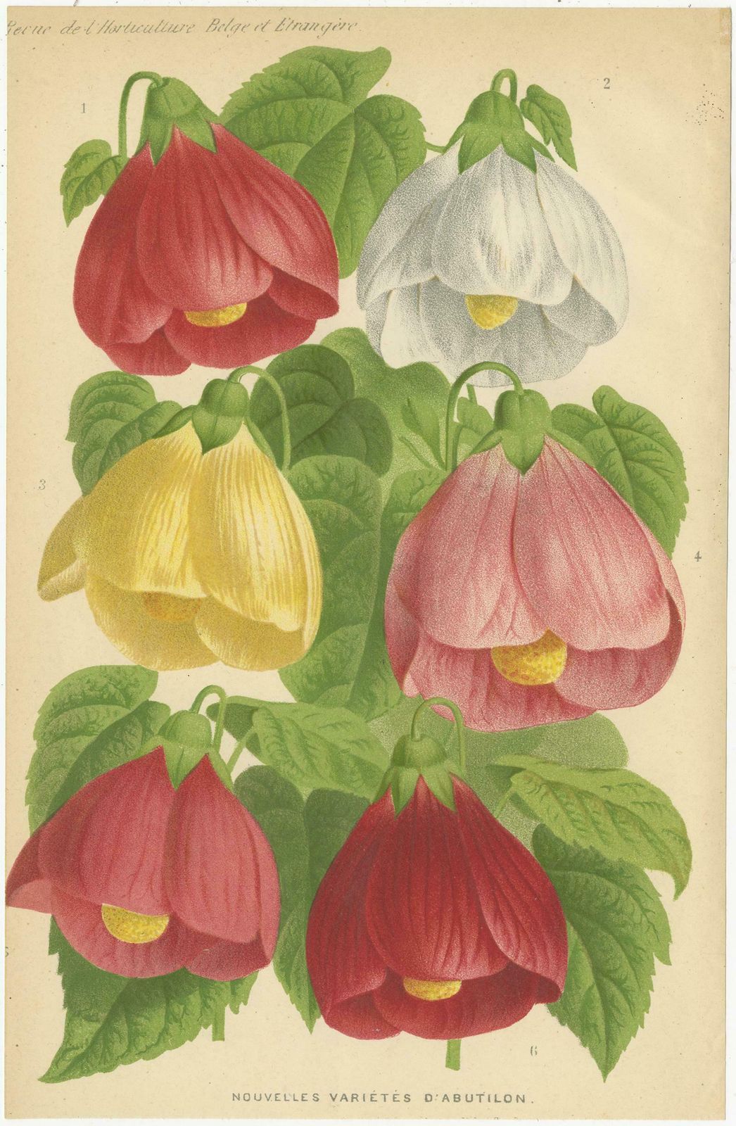 Set Of 3 Antique Botany Prints, Harlequin Flower, Coleus, Abutilon 'Circa 1890' photo Art