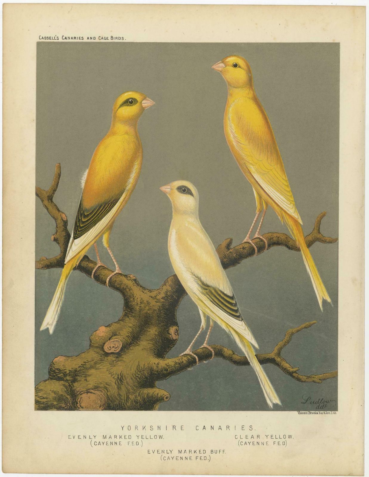 Antique Bird Print Of The Yorkshire Canaries Evenly Marked Yellow And Others photo furniture