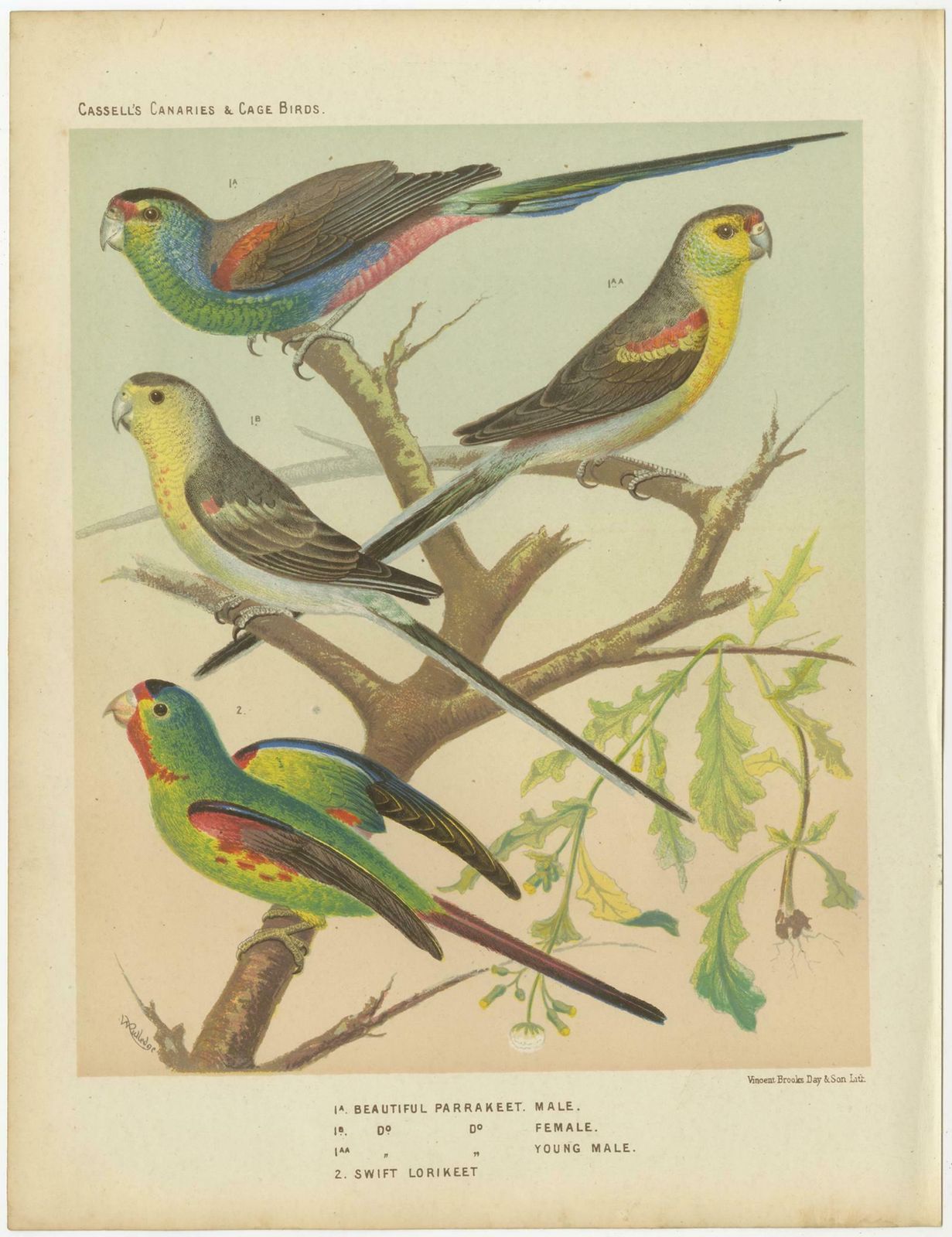 Antique Bird Print Of The Beautiful Parakeet, Swift Parrot, Circa 1880 photo furniture