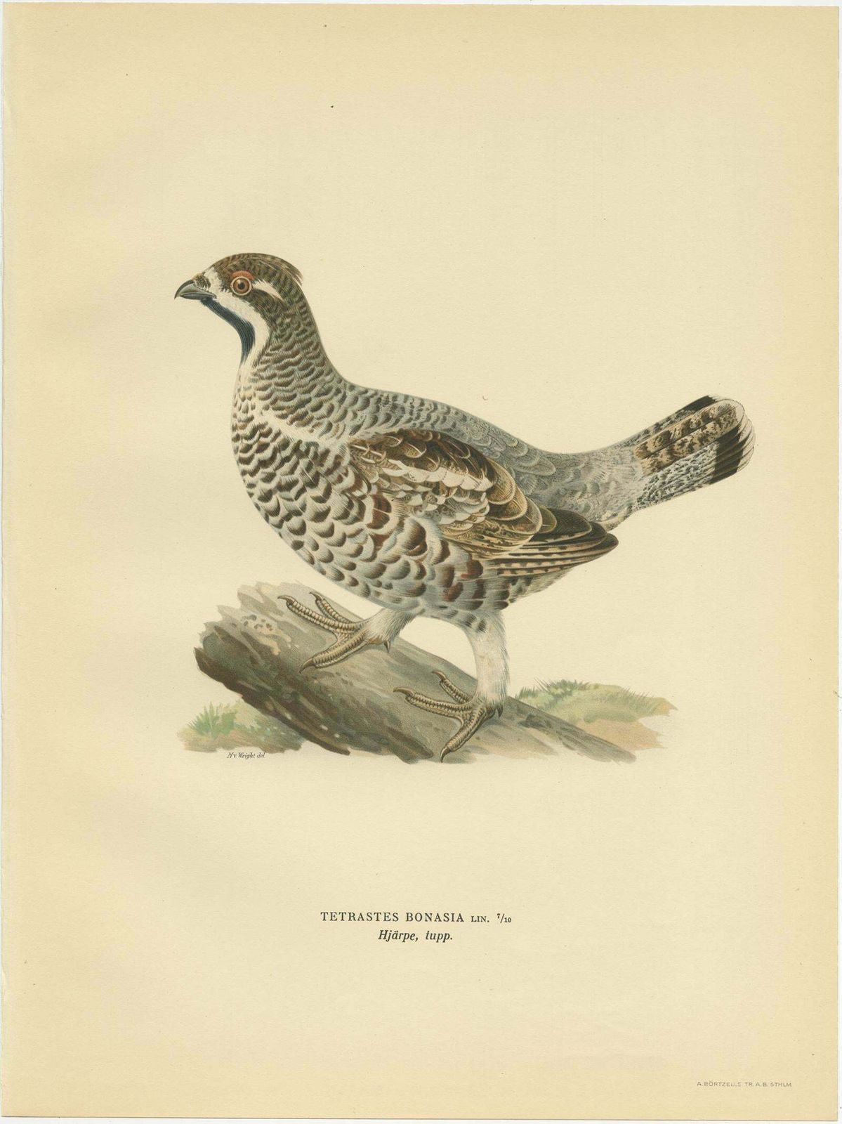 Antique Bird Print Of The Hazel Grouse 'Male' By Von Wright, 1929 photo furniture