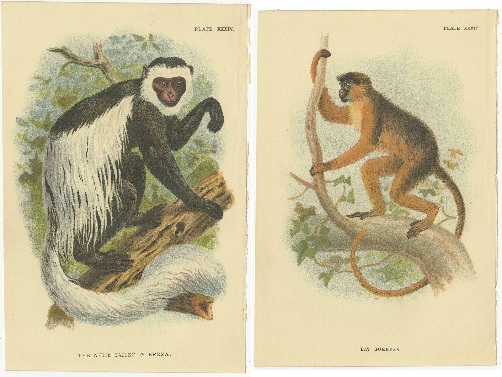 Set Of 2 Antique Prints Of Guereza Monkey Species By Lloyd, Circa 1894 photo Art
