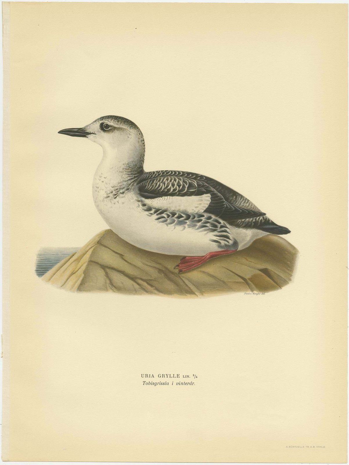 Antique Bird Print Of The Guillemot 'Winter' By Von Wright '1929' photo furniture