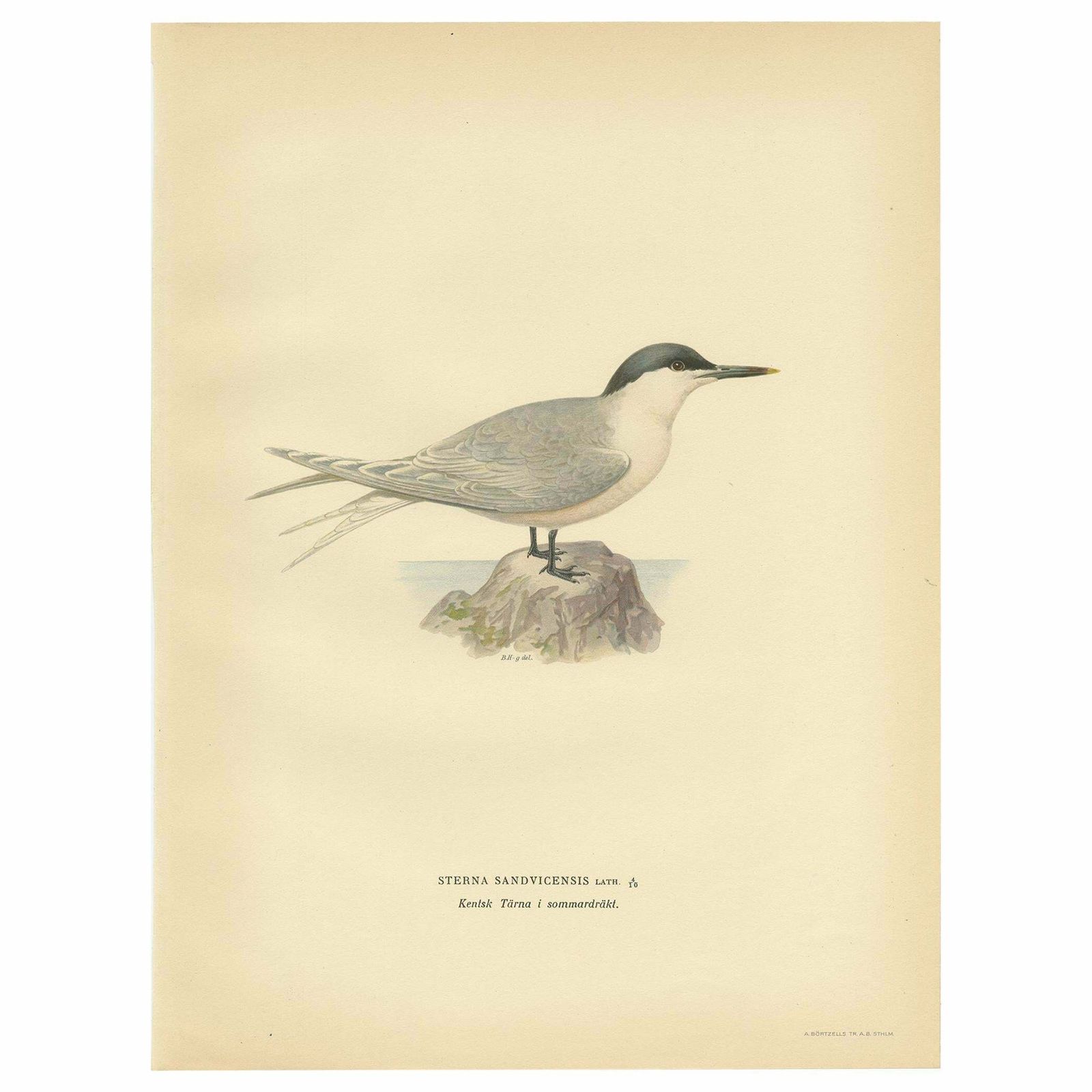 Antique Bird Print Of The Sandwich Tern 'Summer' By Von Wright, 1929