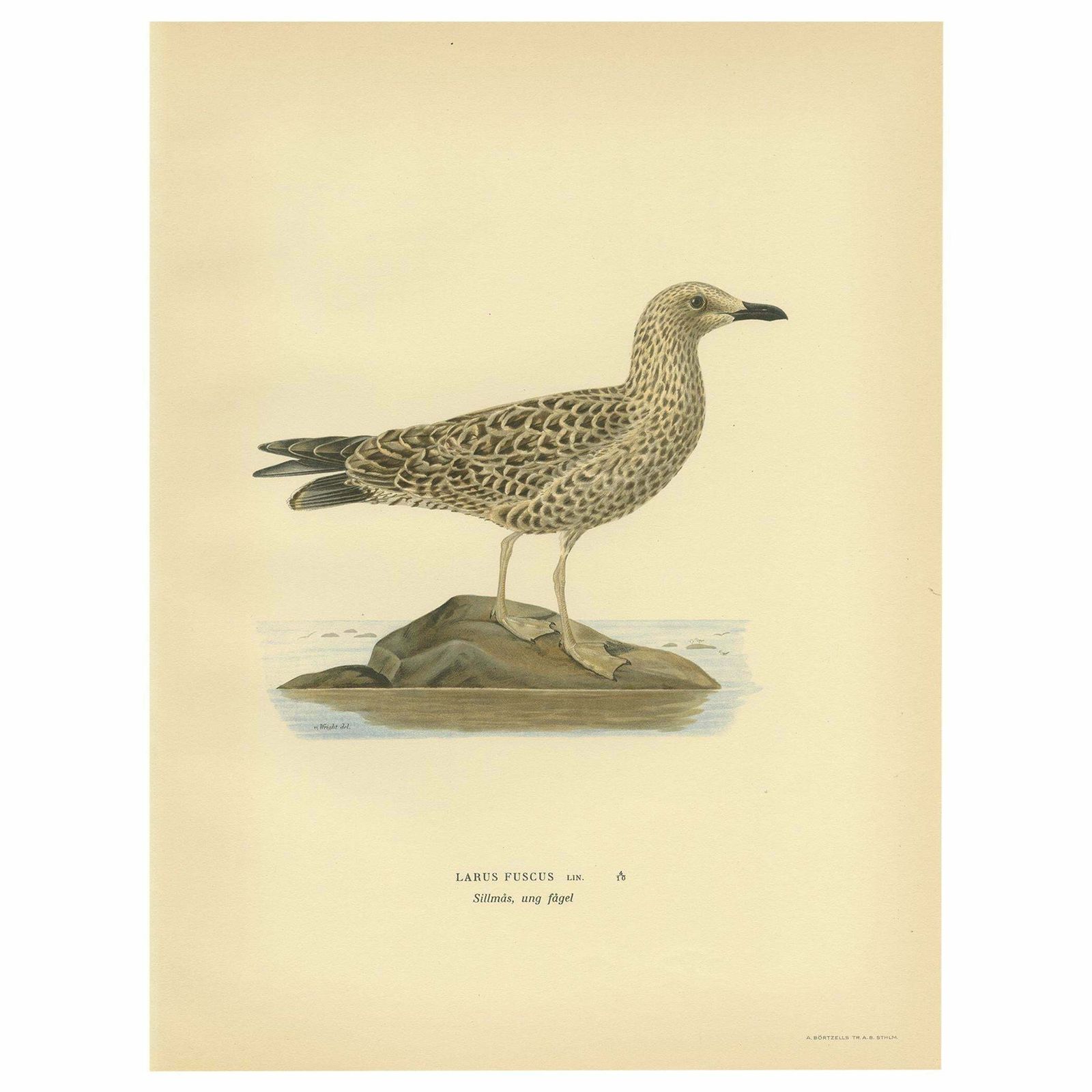 Antique Bird Print Of The Lesser Black Backed Gull By Von Wright