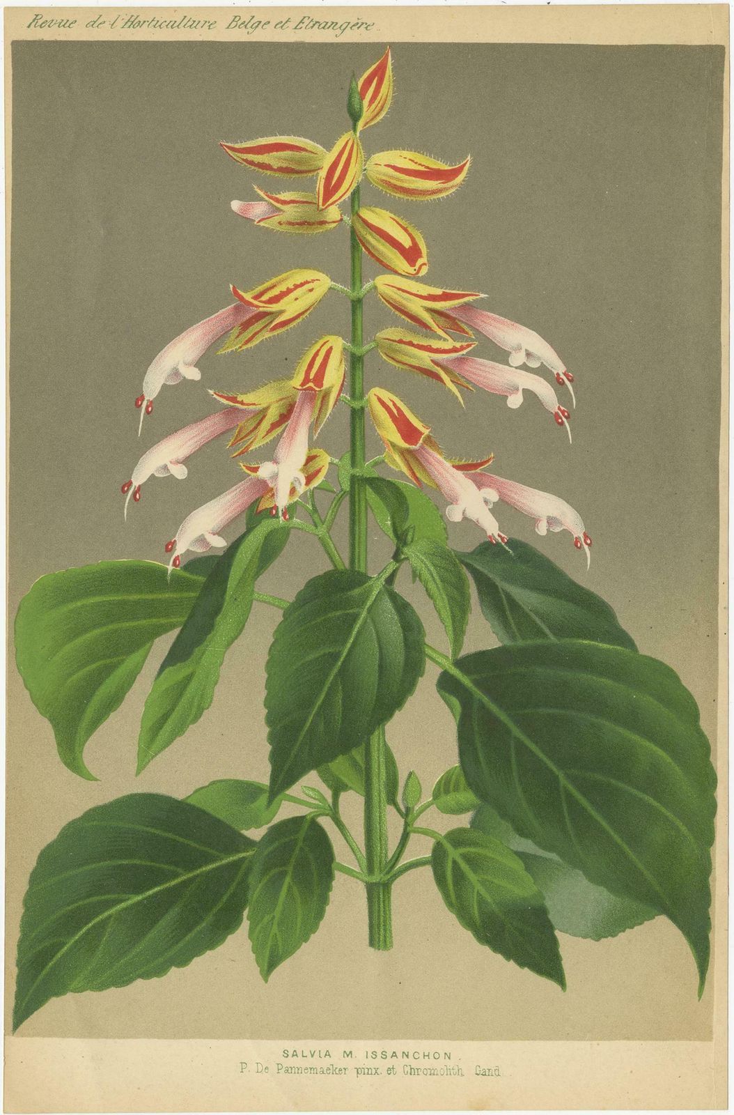 Set Of 3 Antique Botany Prints, Easter Lily, Salvia Splendens, Lilium Auratum photo for sale