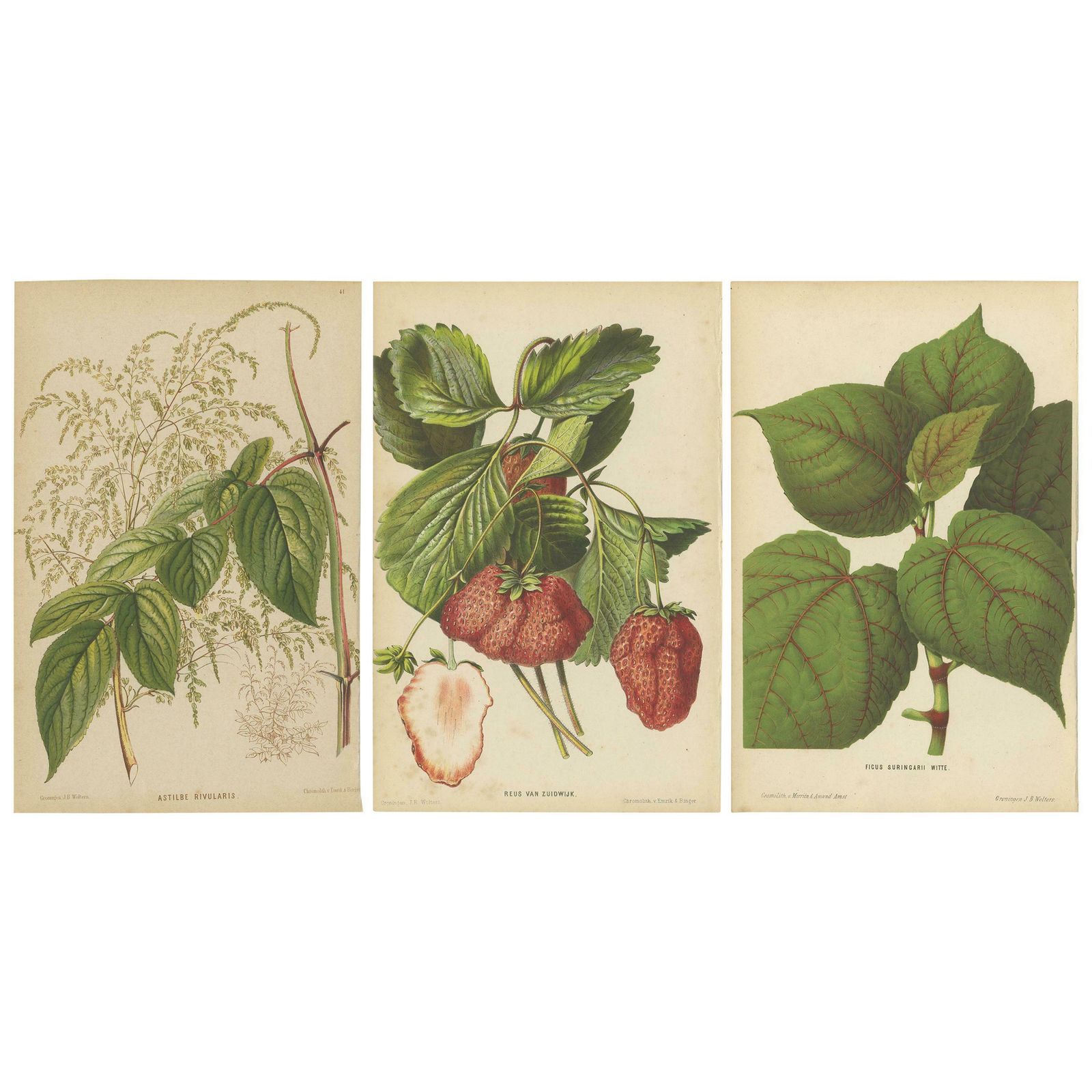 Set Of 3 Antique Botany Prints, Spirea, Strawberry, By Oudemans, Circa 1865