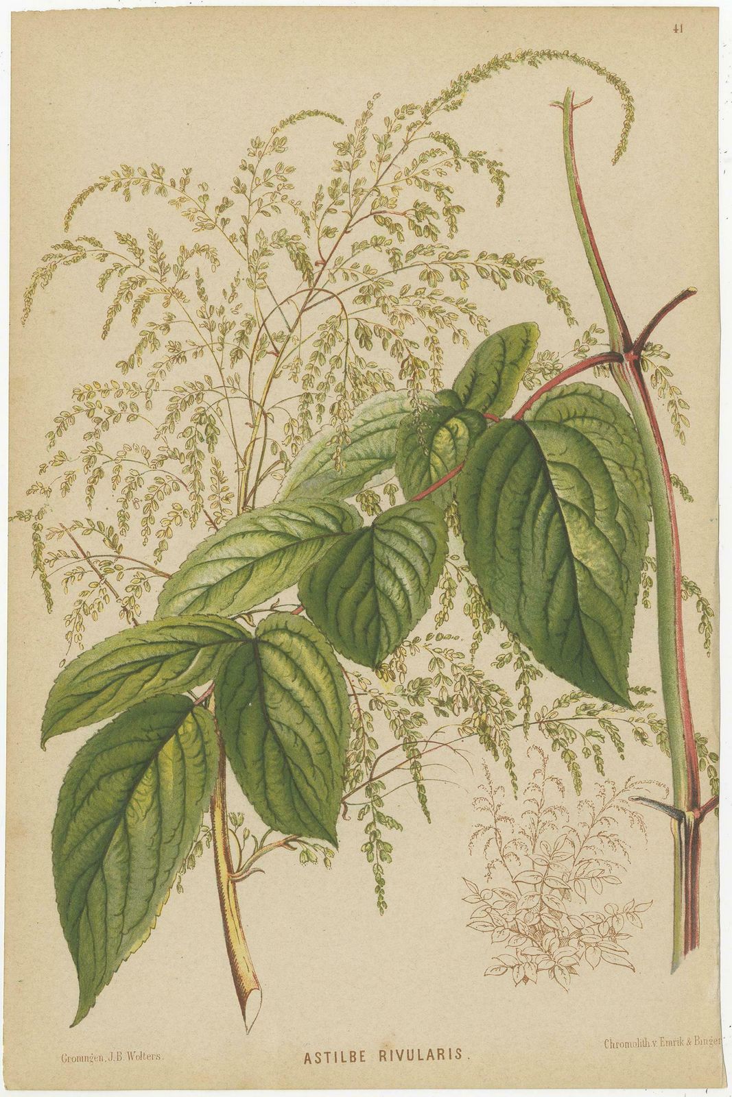 Set Of 3 Antique Botany Prints, Spirea, Strawberry, By Oudemans, Circa 1865 photo furniture