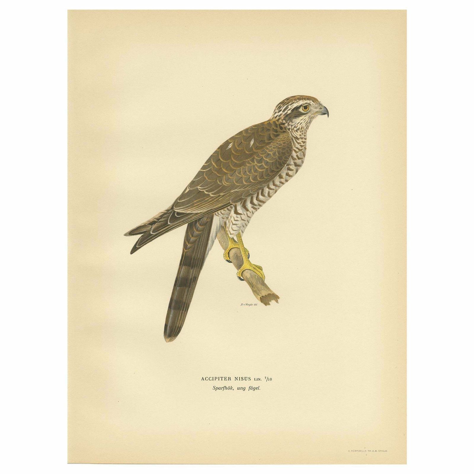 Antique Bird Print Of The Eurasian Sparrowhawk By Von Wright '1929'