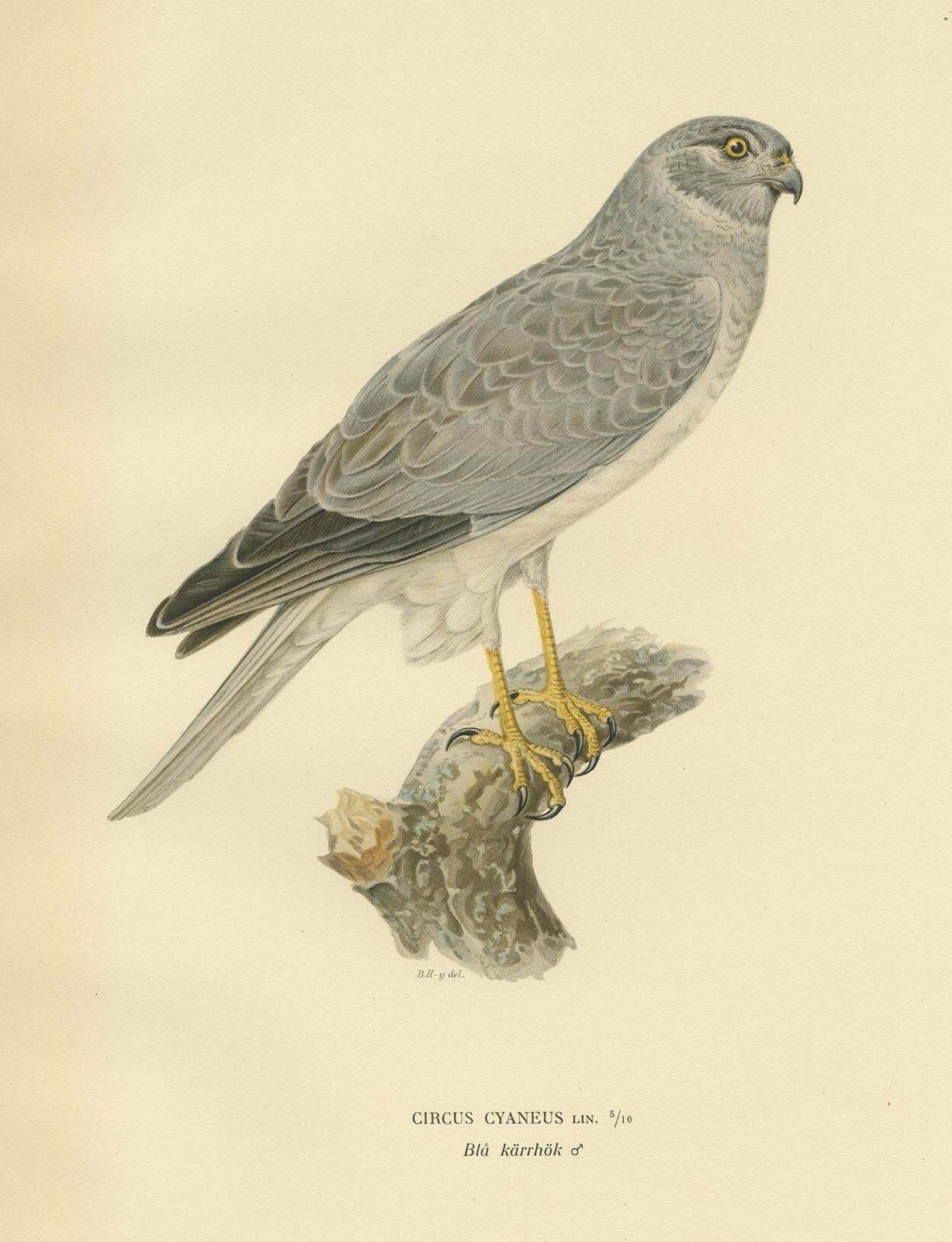 Antique Bird Print Of The Hen Harrier By Von Wright '1929' photo Art
