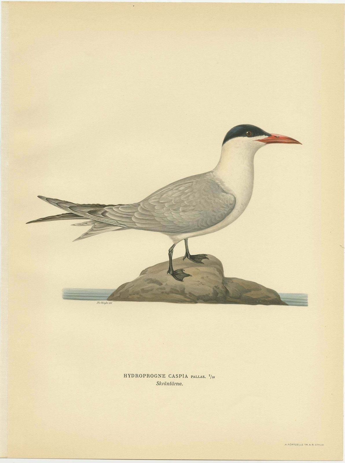 Antique Bird Print Of The Caspian Tern By Von Wright, 1929 photo Art