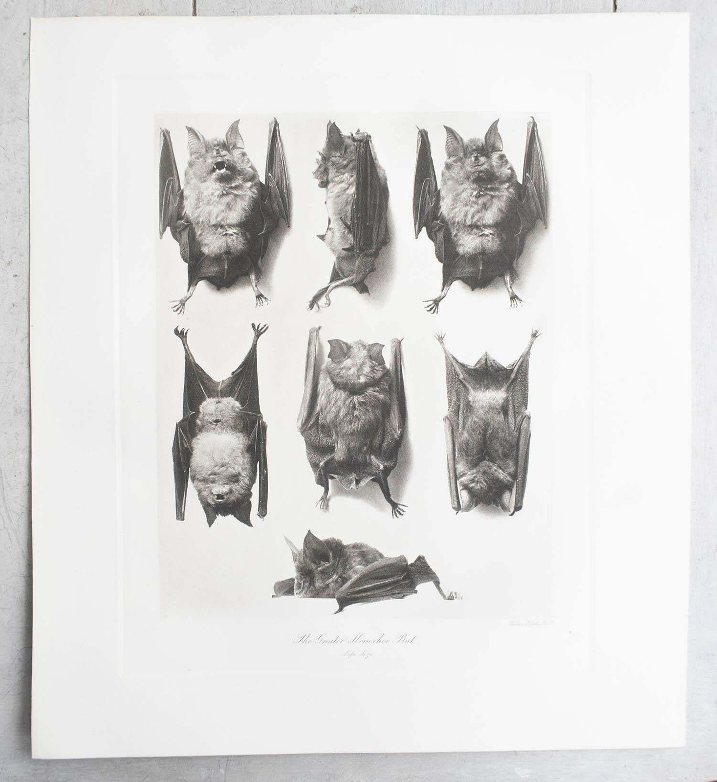 Set Of 6 Large Scale Original Antique Prints Of Bats, Circa 1900 photo furniture