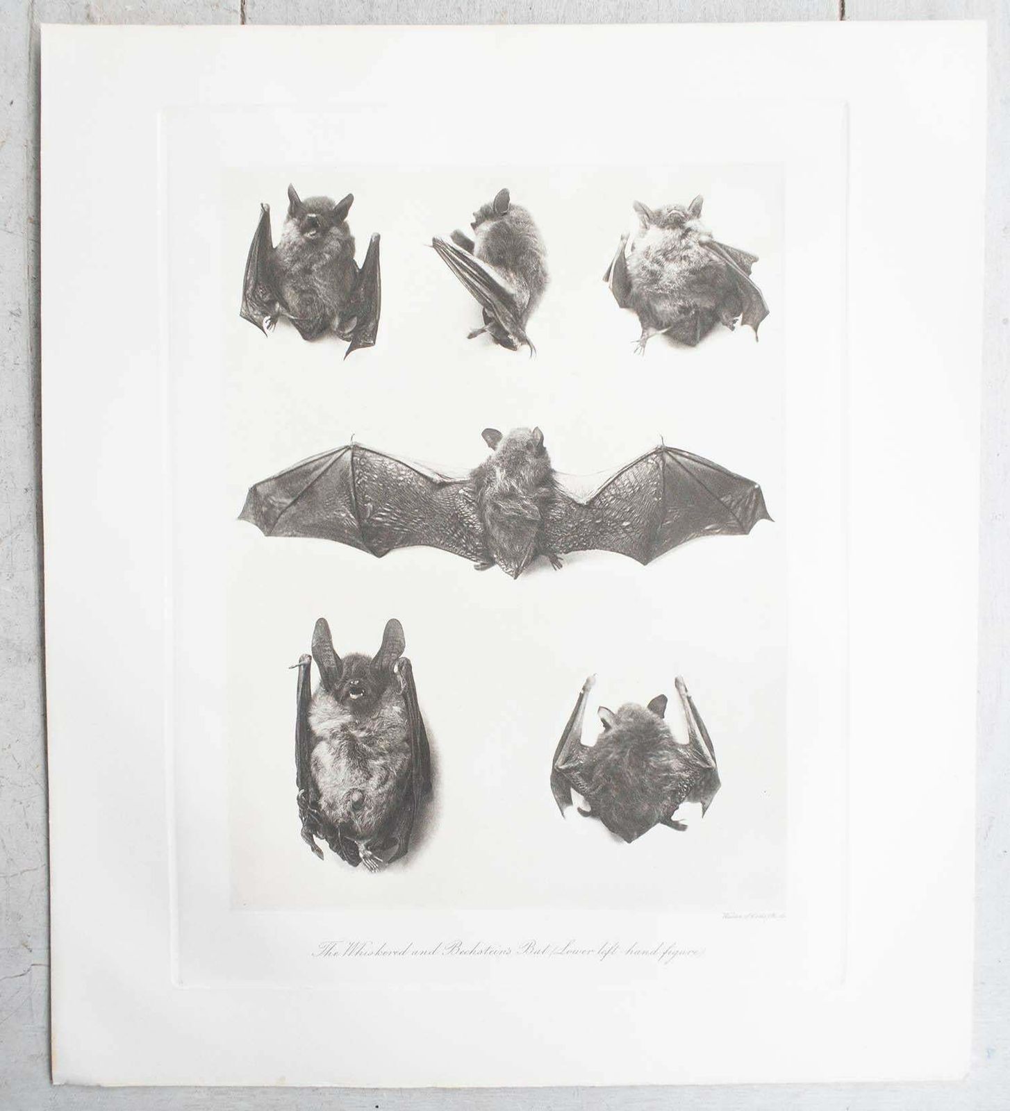 Set Of 6 Large Scale Original Antique Prints Of Bats, Circa 1900 photo buy