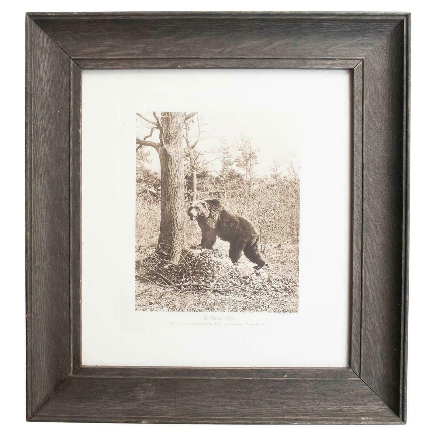 Framed Original Antique Print Of A Brown Bear, Circa 1900