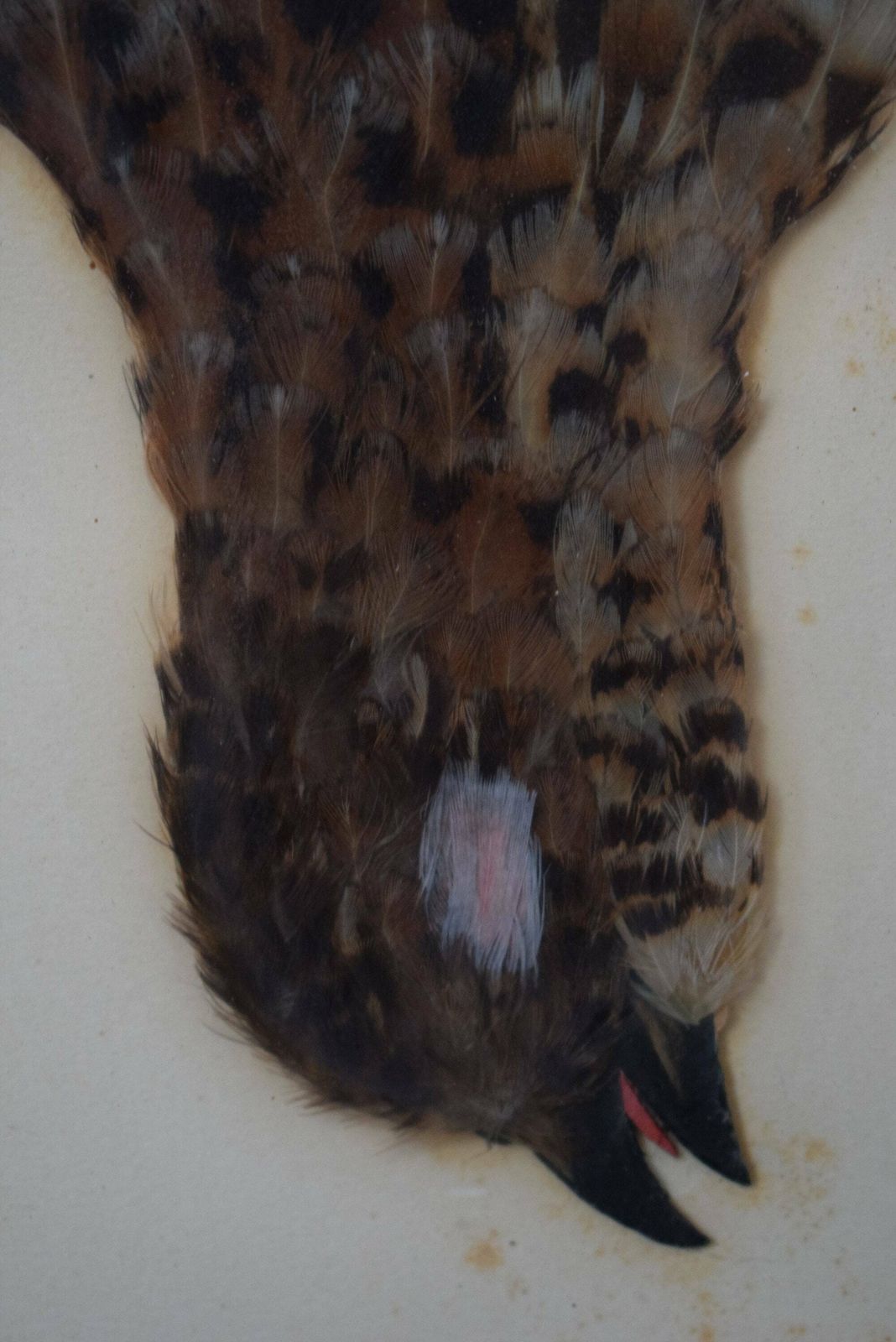 1920's Vintage Wall Hunt Trophy Drawing Game Bird With Genuine Feather photo for sale