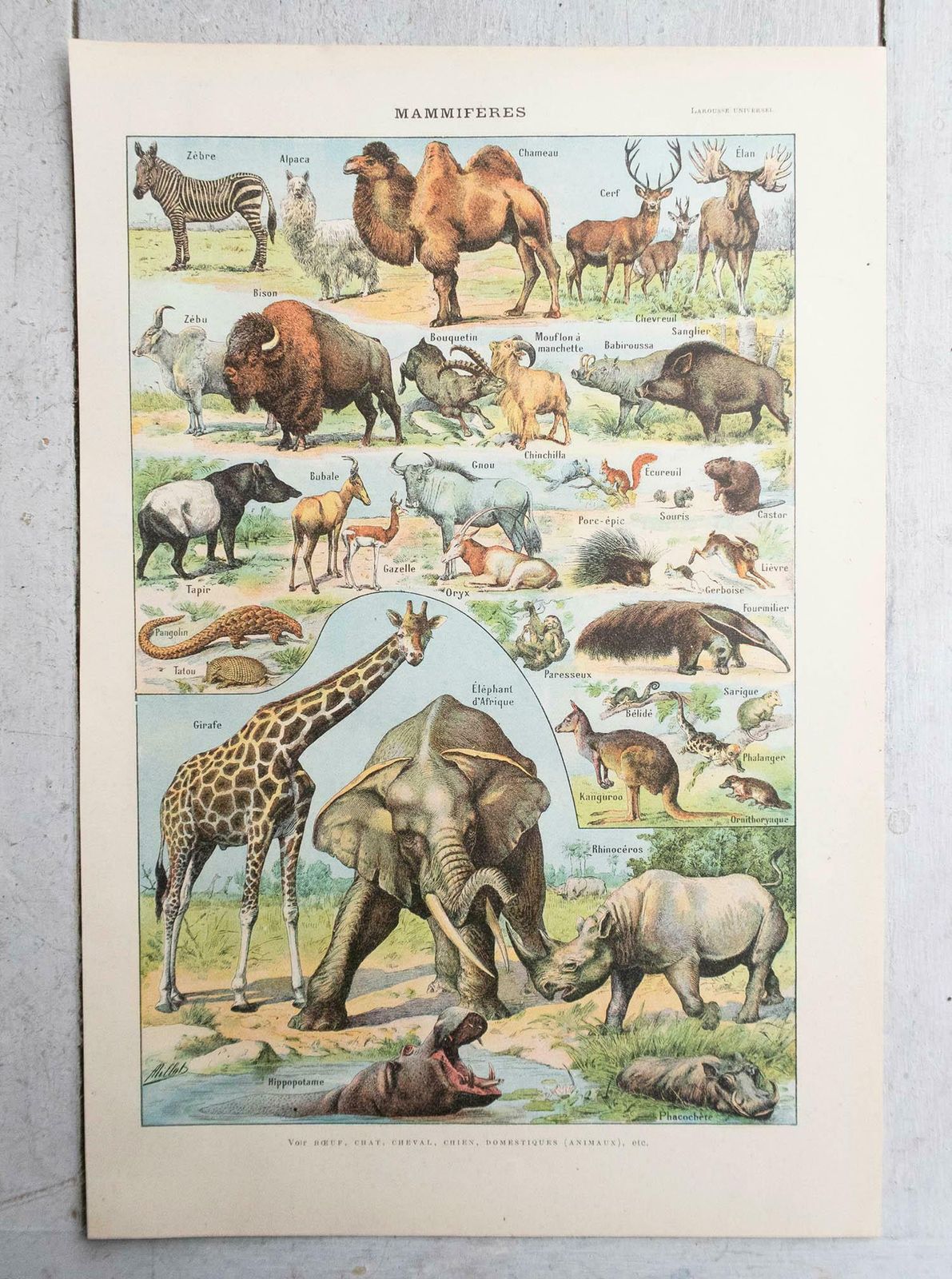 Set Of 6 Original Vintage Natural History Prints. French, C.1920 photo furniture