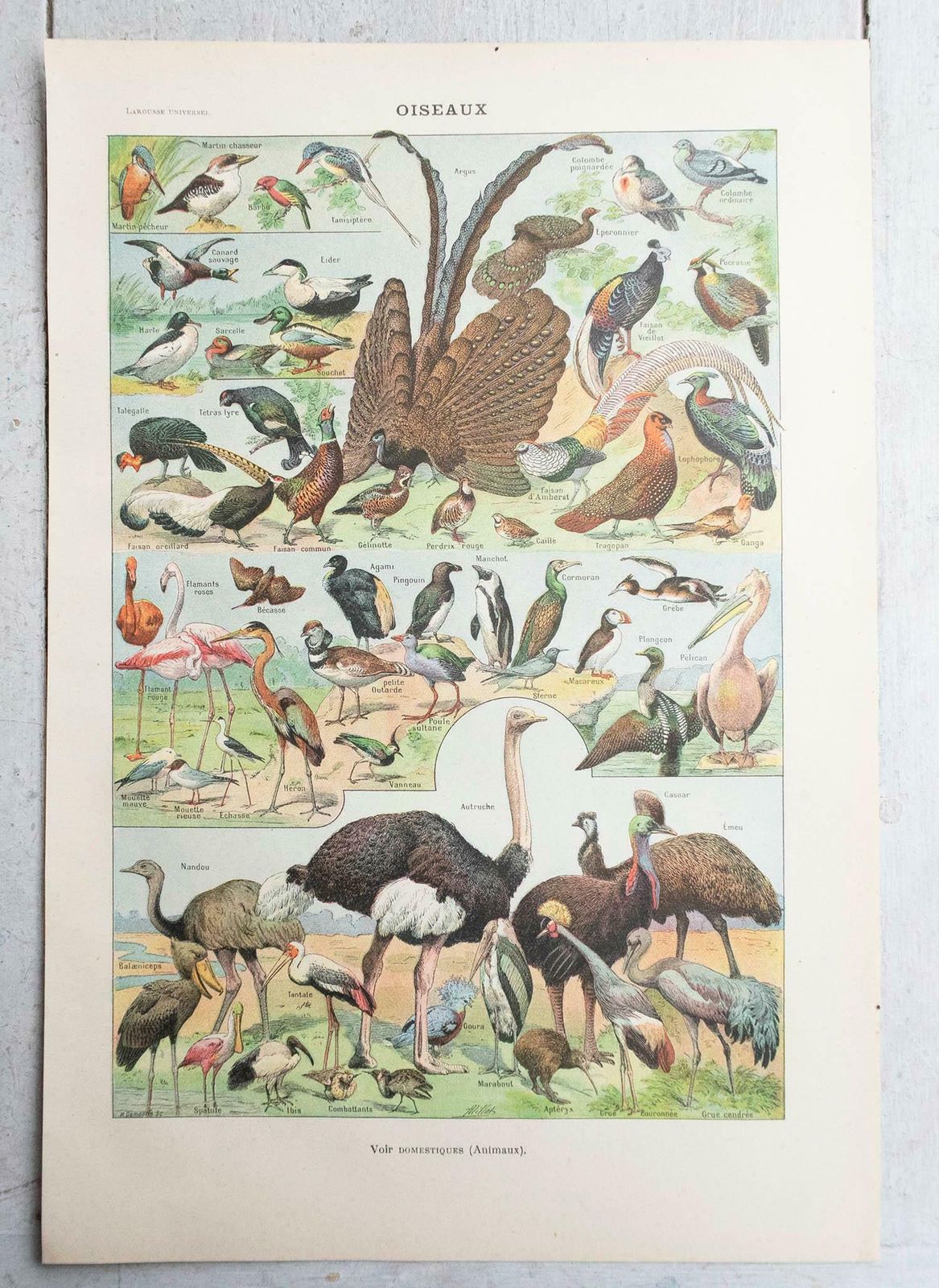 Set Of 6 Original Vintage Natural History Prints. French, C.1920 photo buy