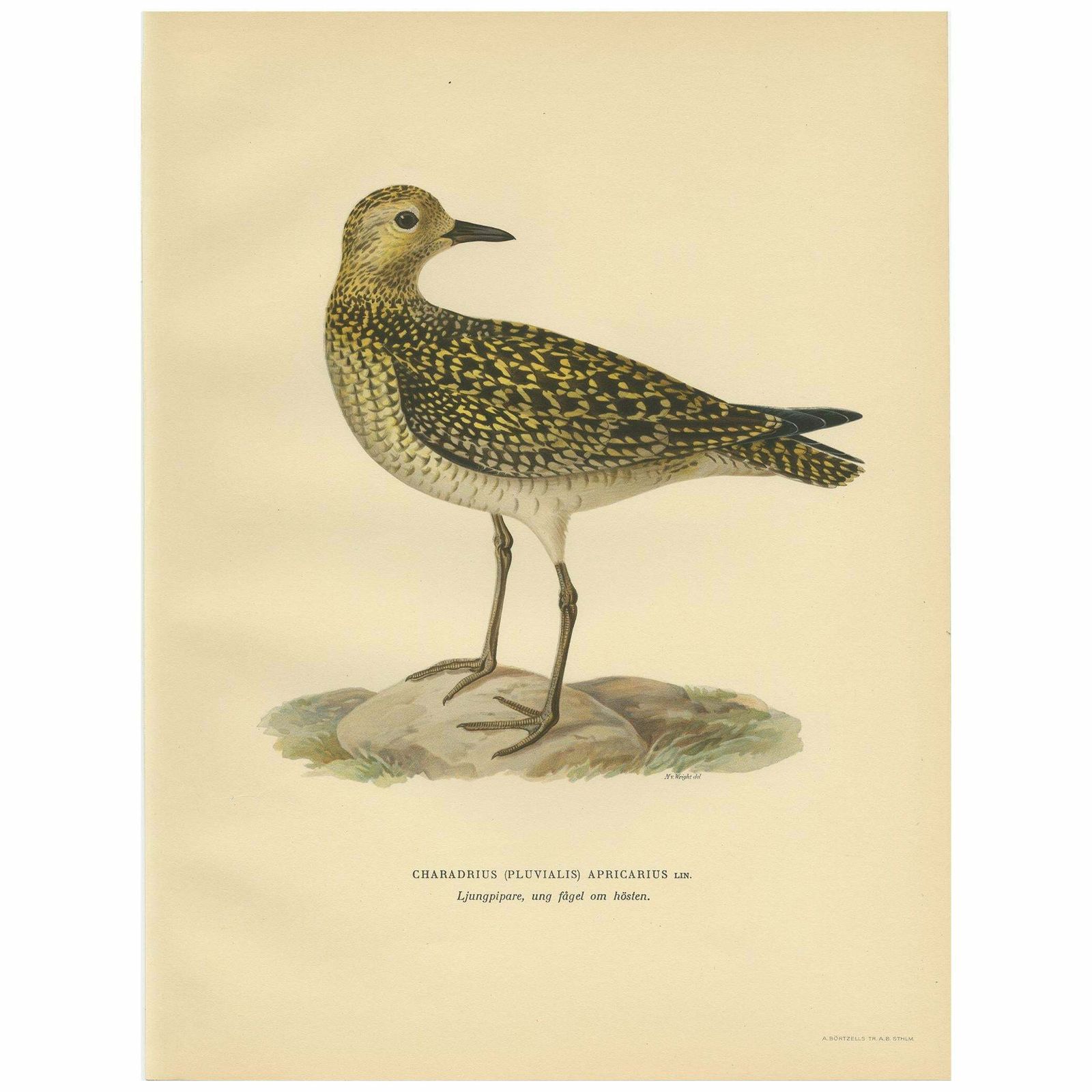 Antique Bird Print Of The European Golden Plover By Von Wright, 1929