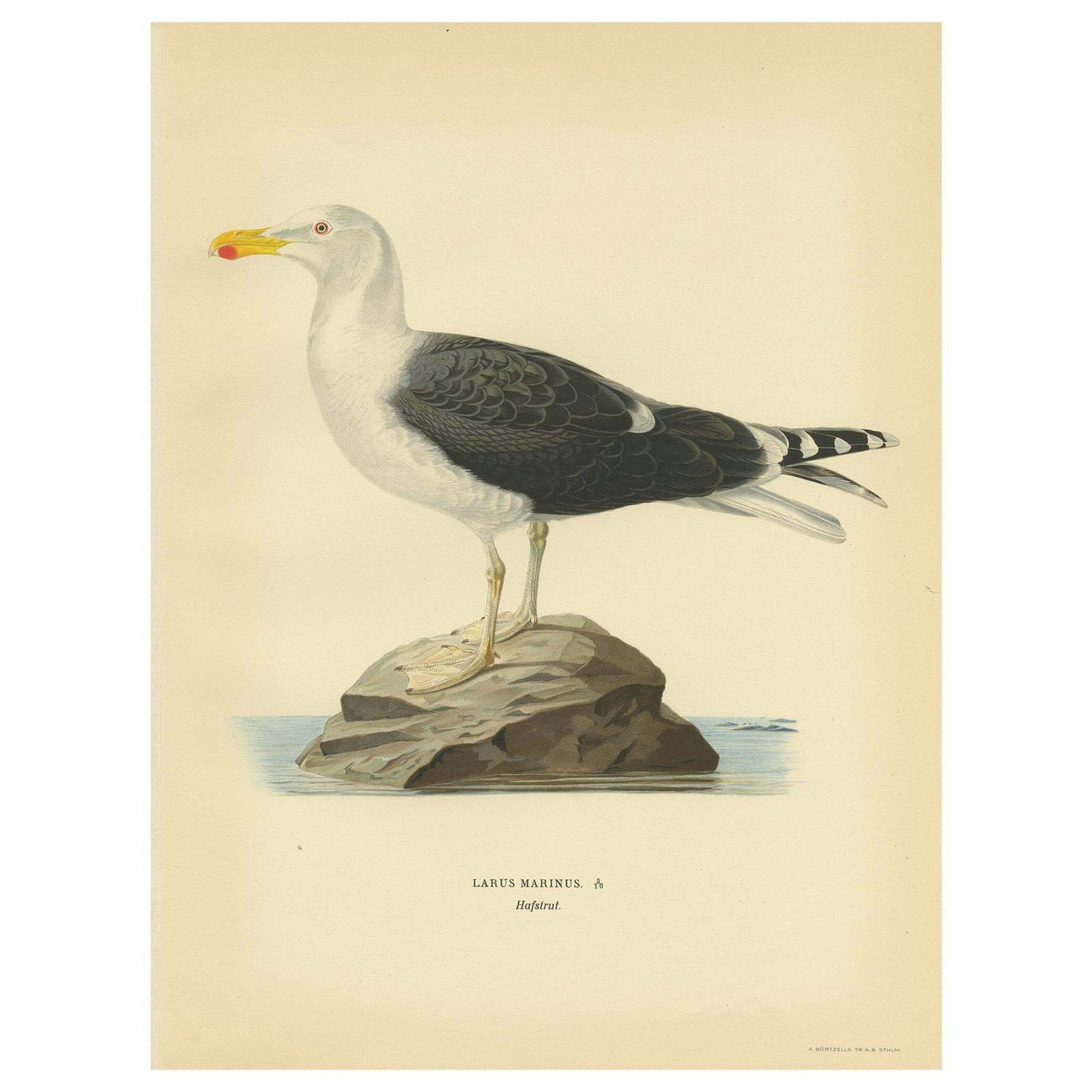 Antique Bird Print Of The Great Black Backed Gull By Von Wright, 1929