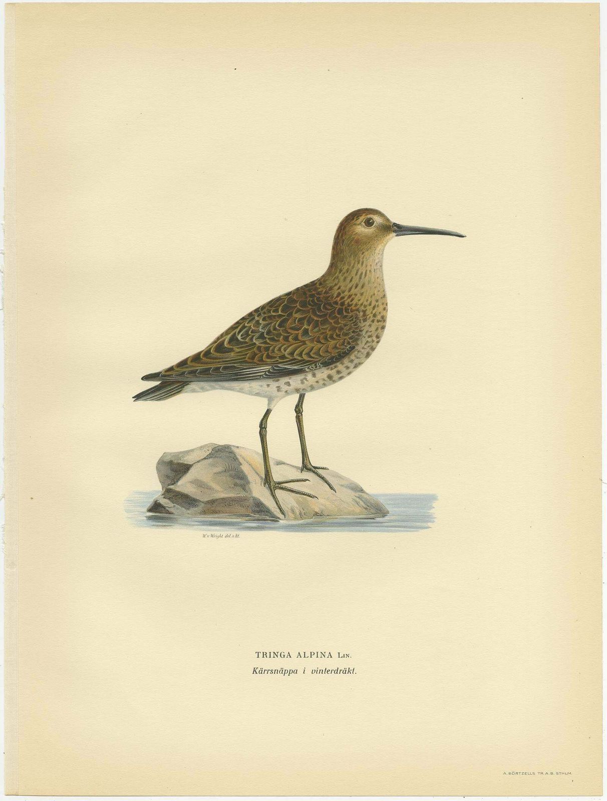 Antique Bird Print Of The Wader 'Winter' By Von Wright, 1929 photo for sale