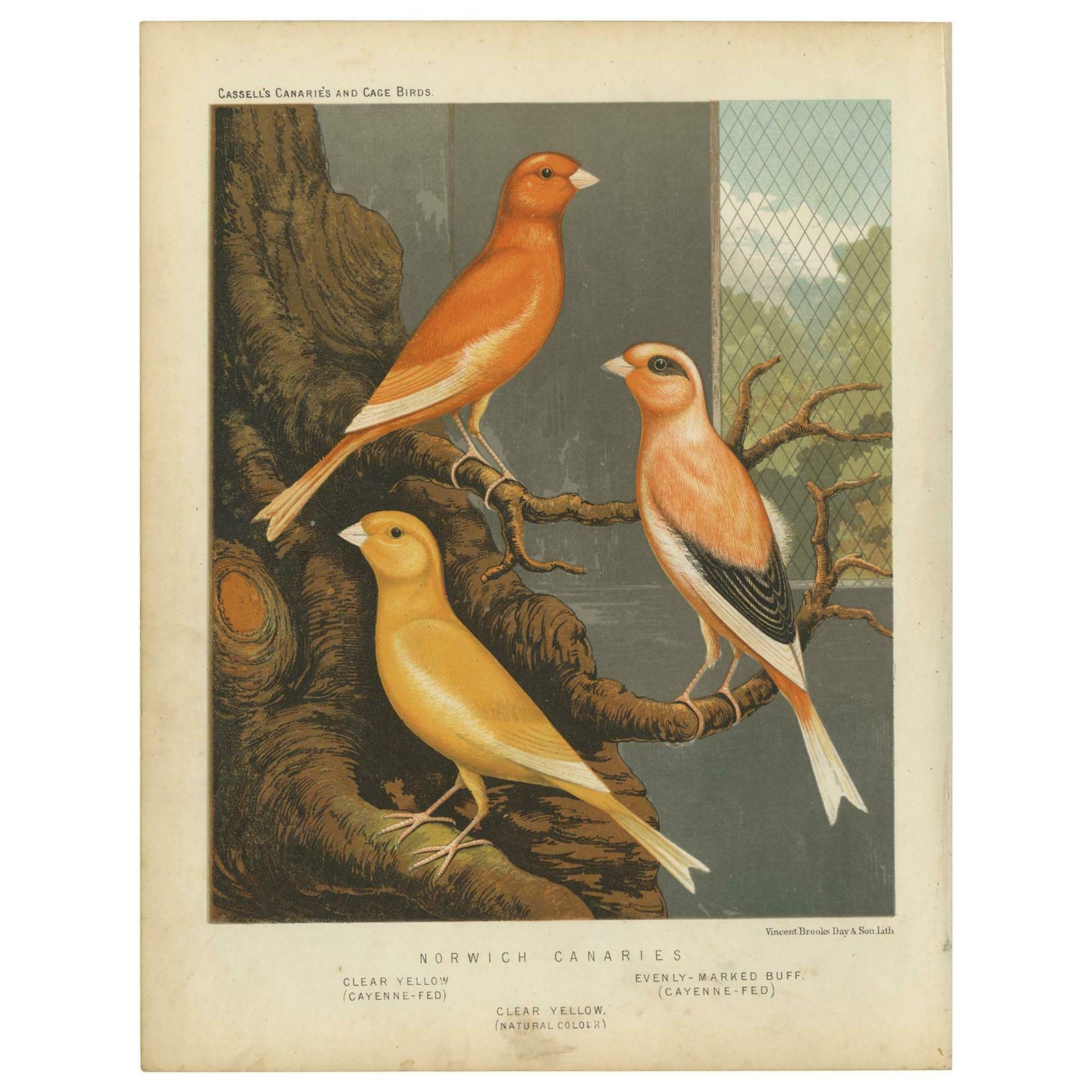 Antique Bird Print Of The Norwich Canaries Clear Yellow 'Cayanne Fed' And Other