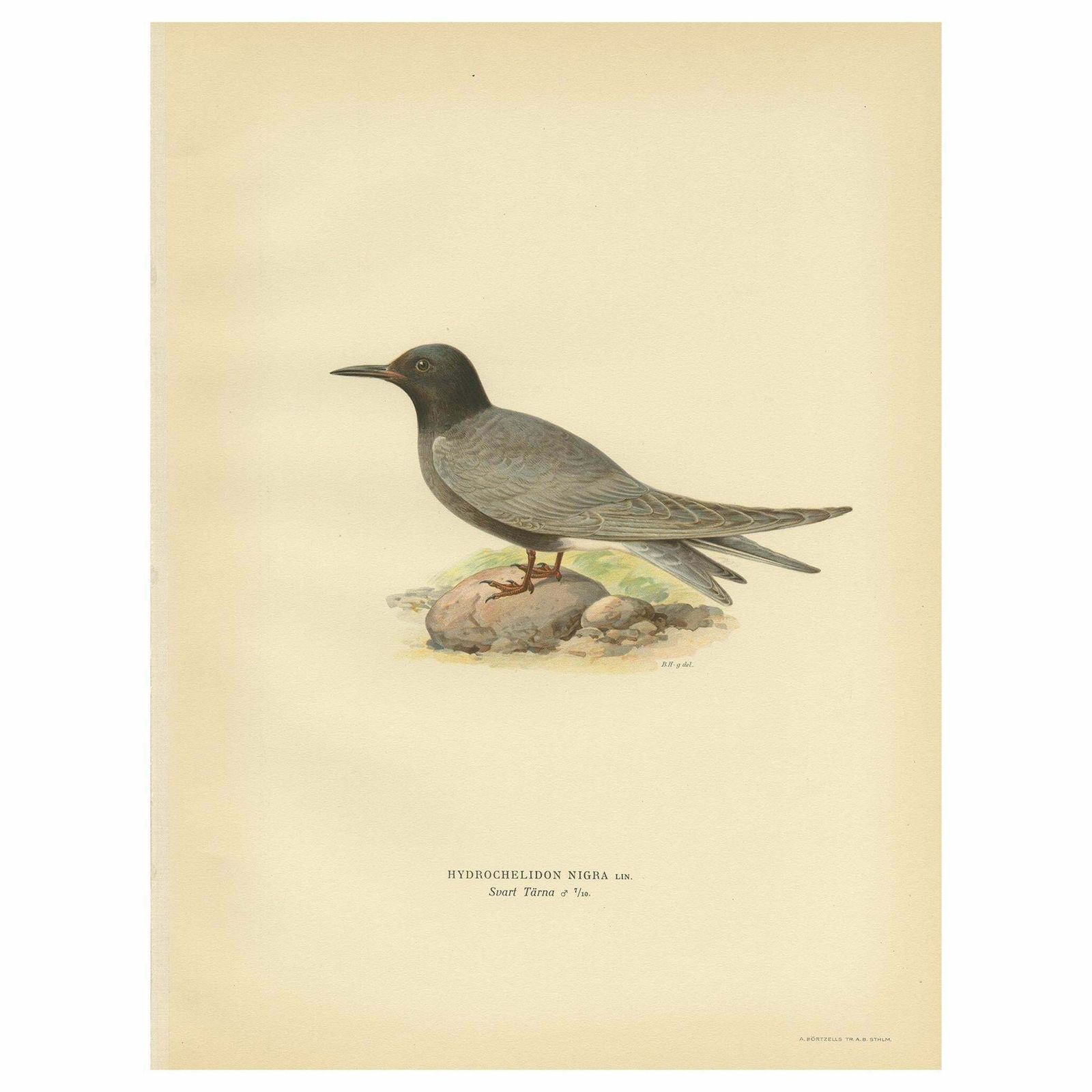 Antique Bird Print Of The Black Tern 'Male' By Von Wright, 1929