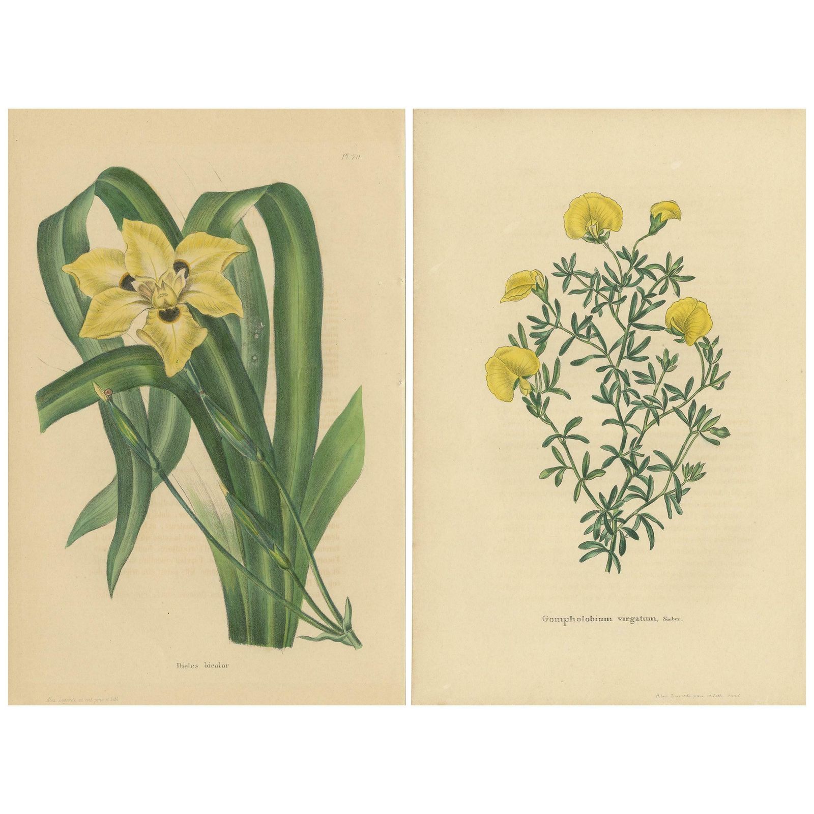 Set Of 2 Antique Botany Prints, Dietes Bicolor Plant, Gompholobium '1846'