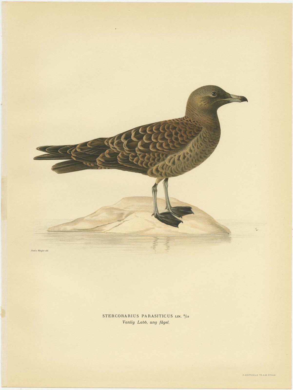 Antique Bird Print Of The Parasitic Jaeger By Von Wright, 1929 photo furniture