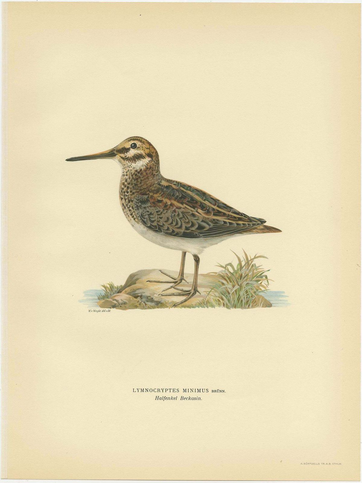 Antique Bird Print Of The Jack Snipe By Von Wright, 1929 photo Art