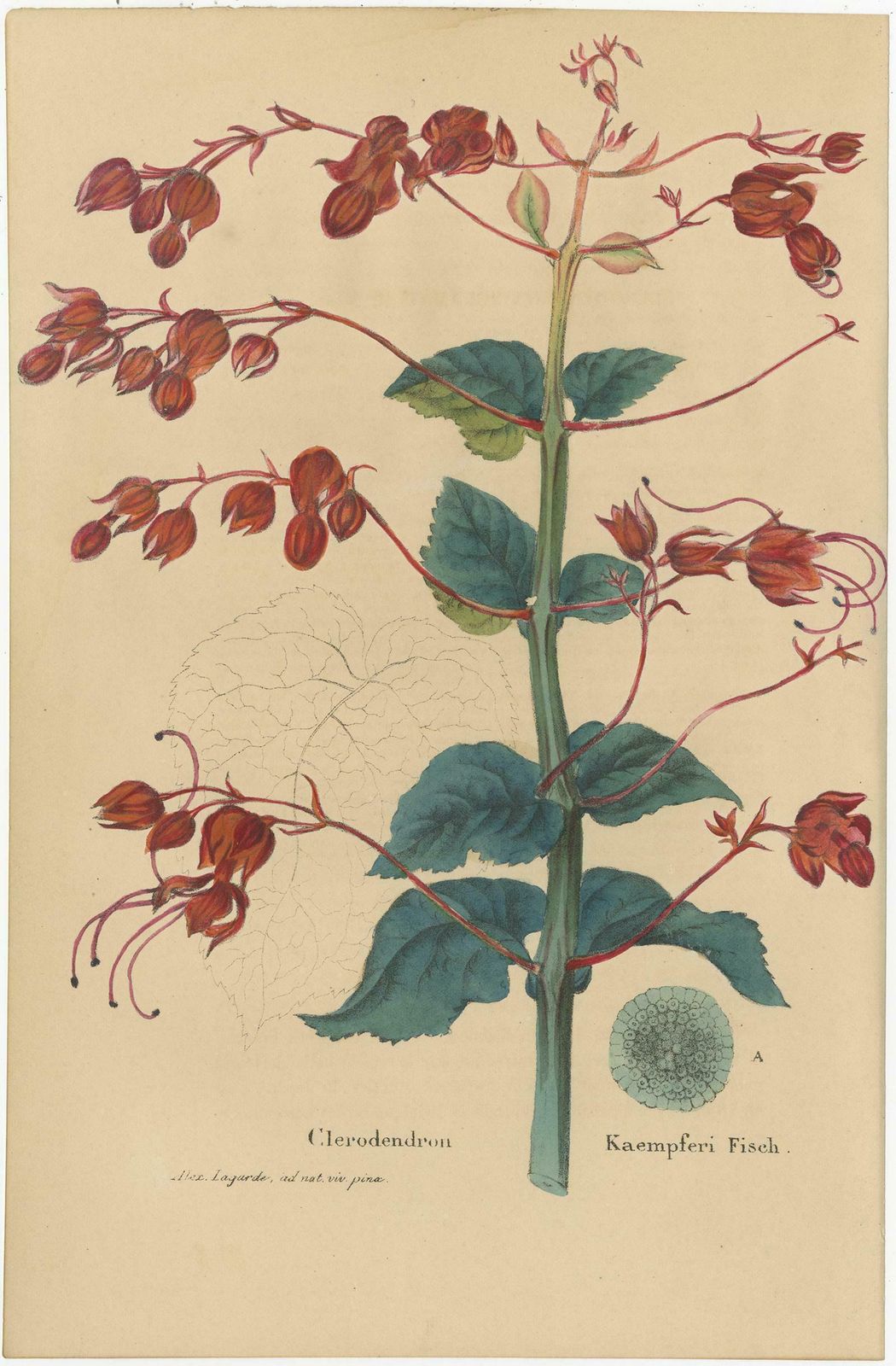 Set Of 2 Antique Botany Prints, Lilium Brownii, Clerodendrum Japonicum, '1845' photo for sale