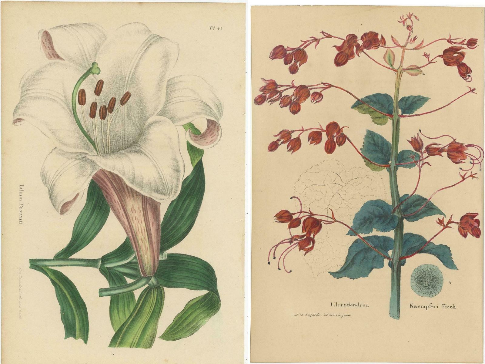Set Of 2 Antique Botany Prints, Lilium Brownii, Clerodendrum Japonicum, '1845' photo Art