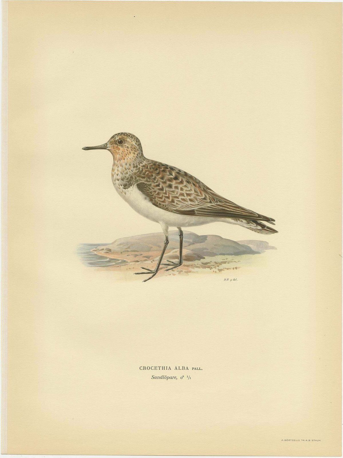 Antique Bird Print Of The Sanderling 'Male' By Von Wright, 1929 photo Art