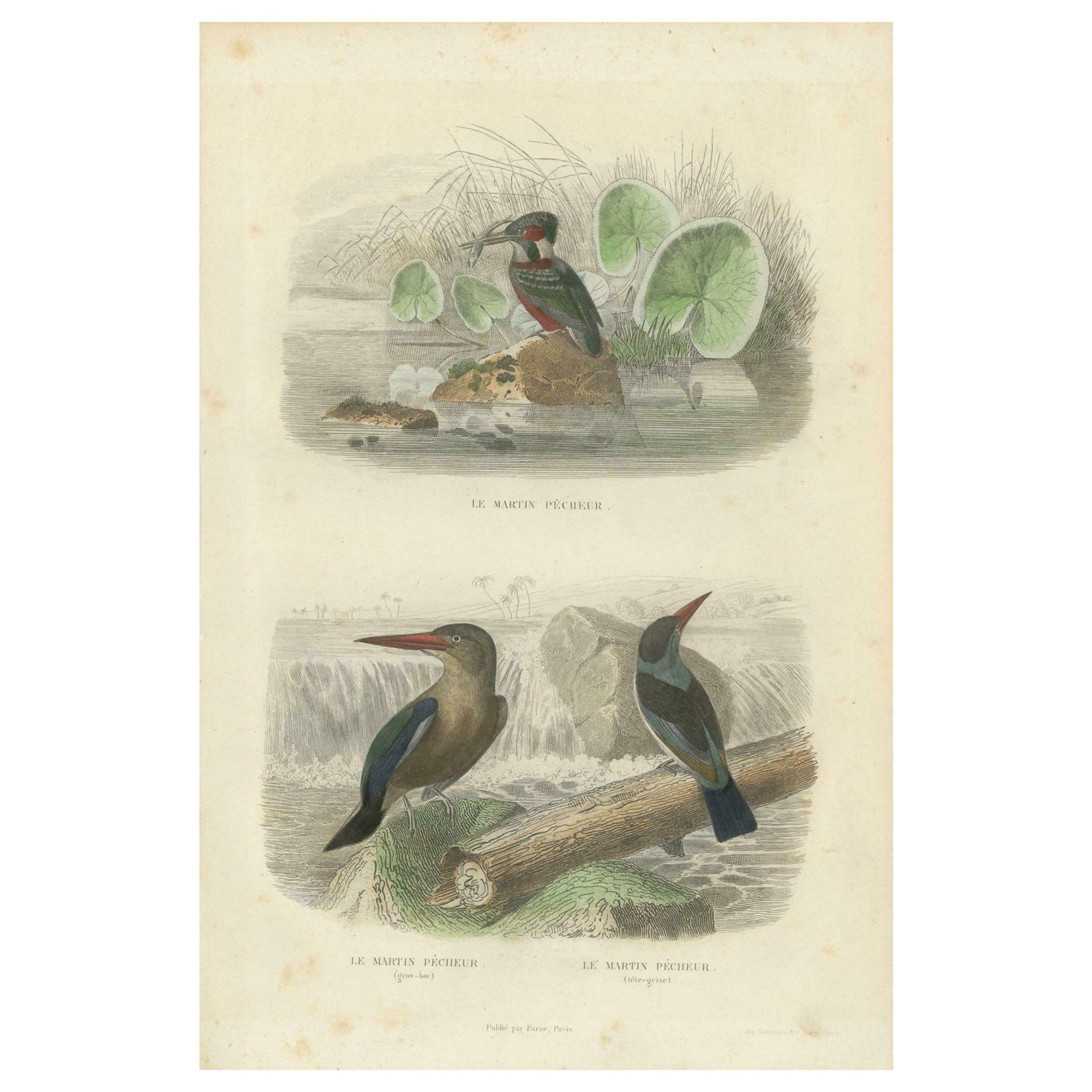 Antique Bird Print Depicting Three Species Of Kingfisher, Circa 1850