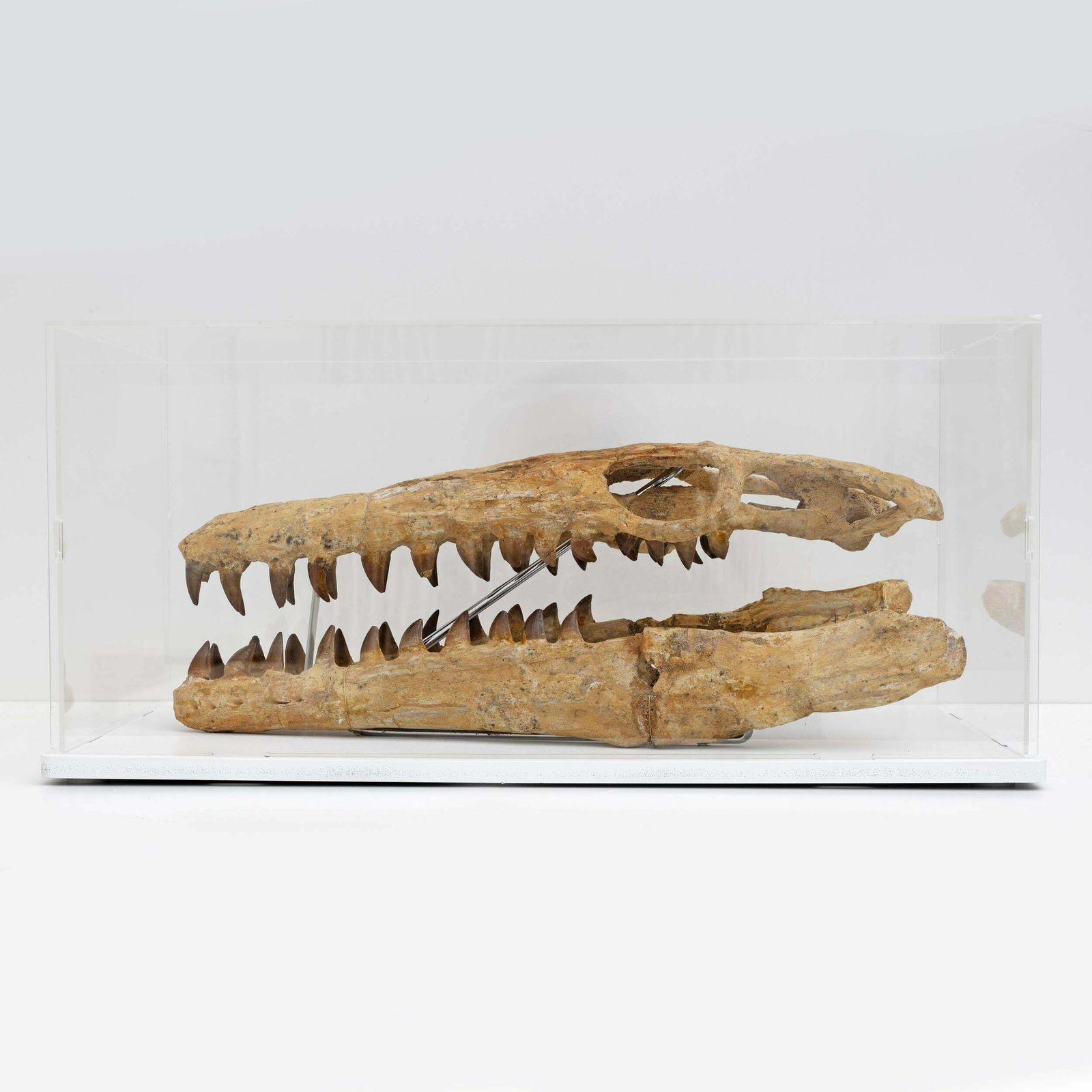 Fossilised Skull Of Prehistoric Marine Reptile The Mosasaur, 70million Years Ago photo furniture