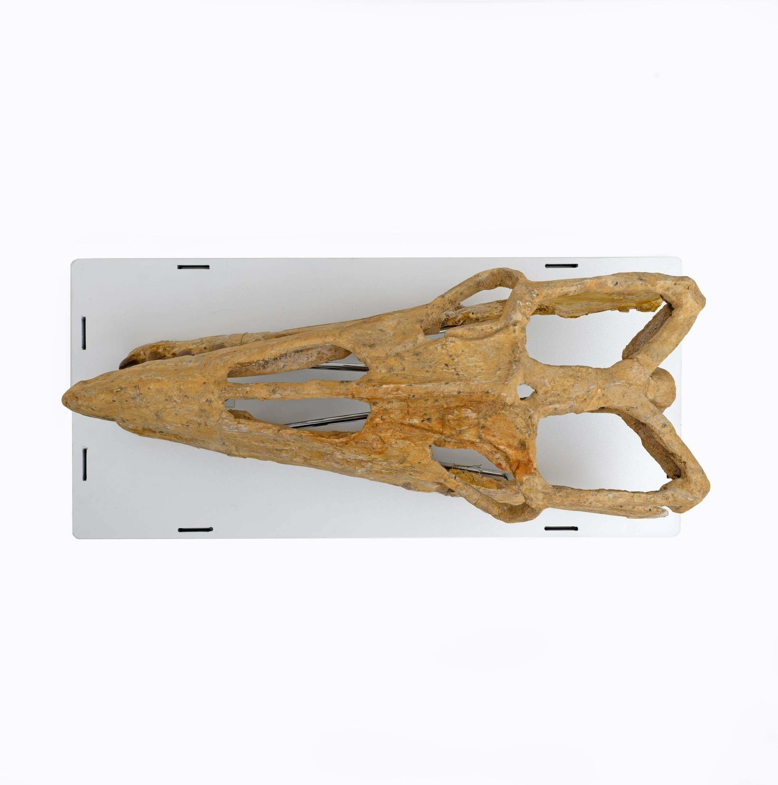 Fossilised Skull Of Prehistoric Marine Reptile The Mosasaur, 70million Years Ago photo for sale