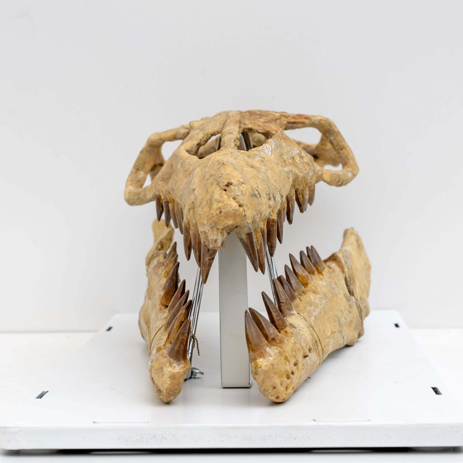 Fossilised Skull Of Prehistoric Marine Reptile The Mosasaur, 70million Years Ago photo buy