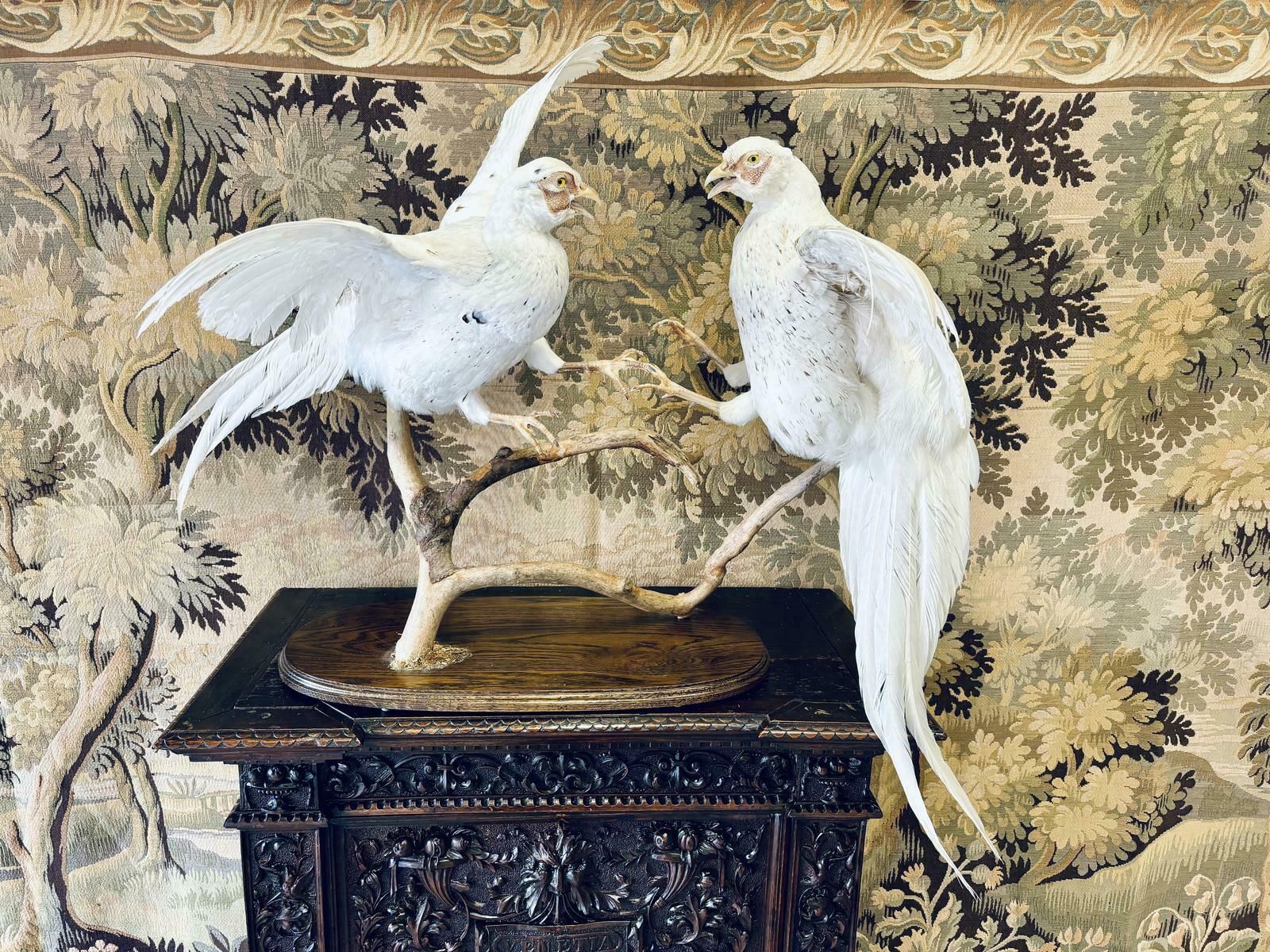 Taxidermy Pair Of Fighting White Pheasants