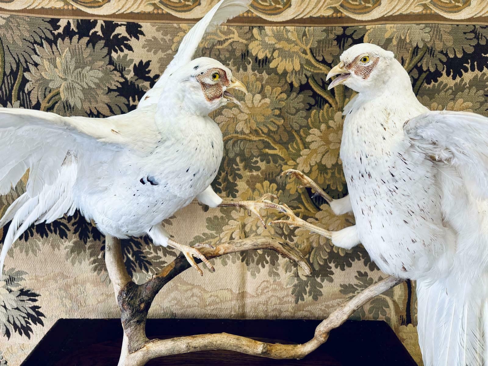 Taxidermy Pair Of Fighting White Pheasants photo vinterior